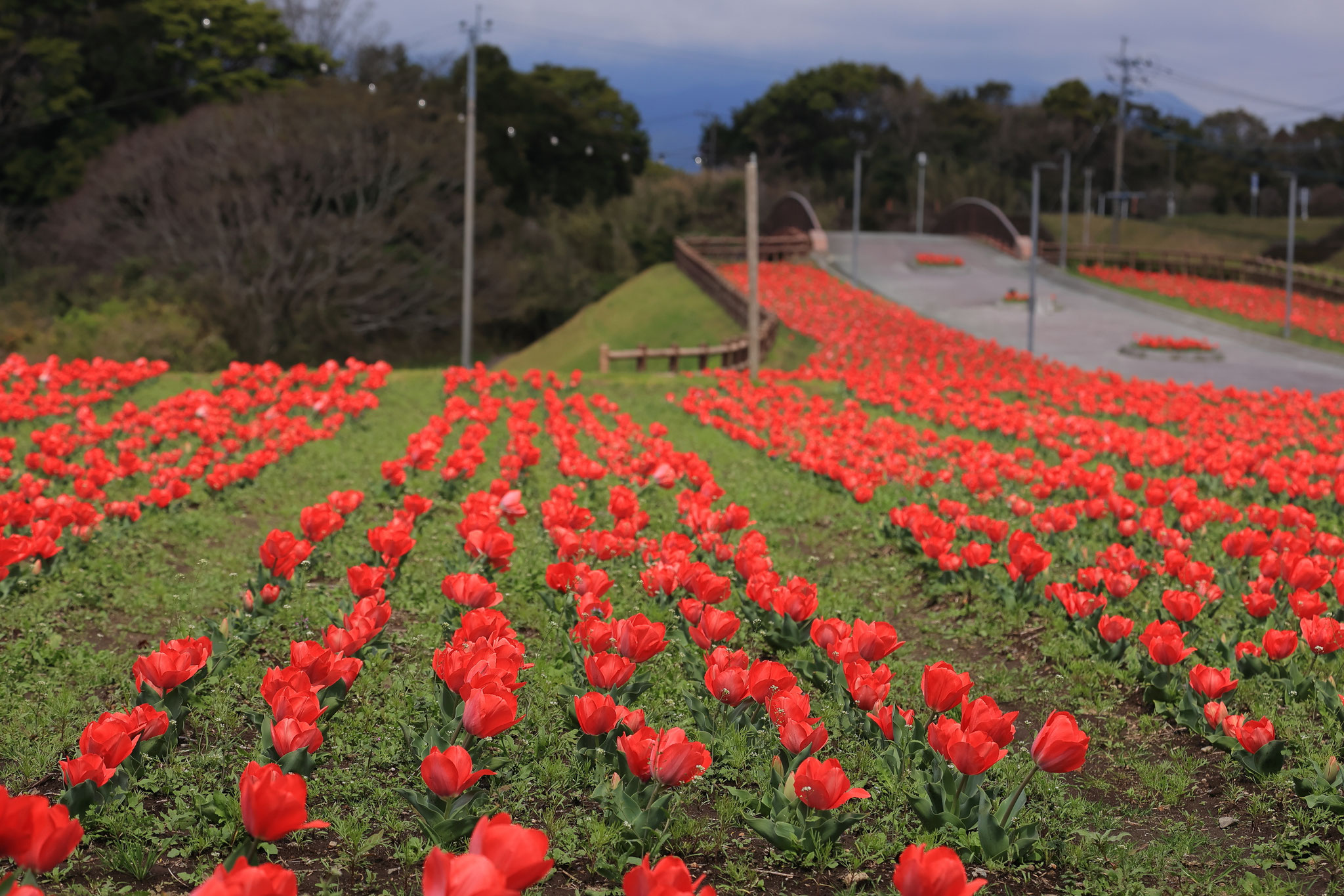 チューリップ賑わう霧島ヶ丘公園(3月18日 鹿屋市)