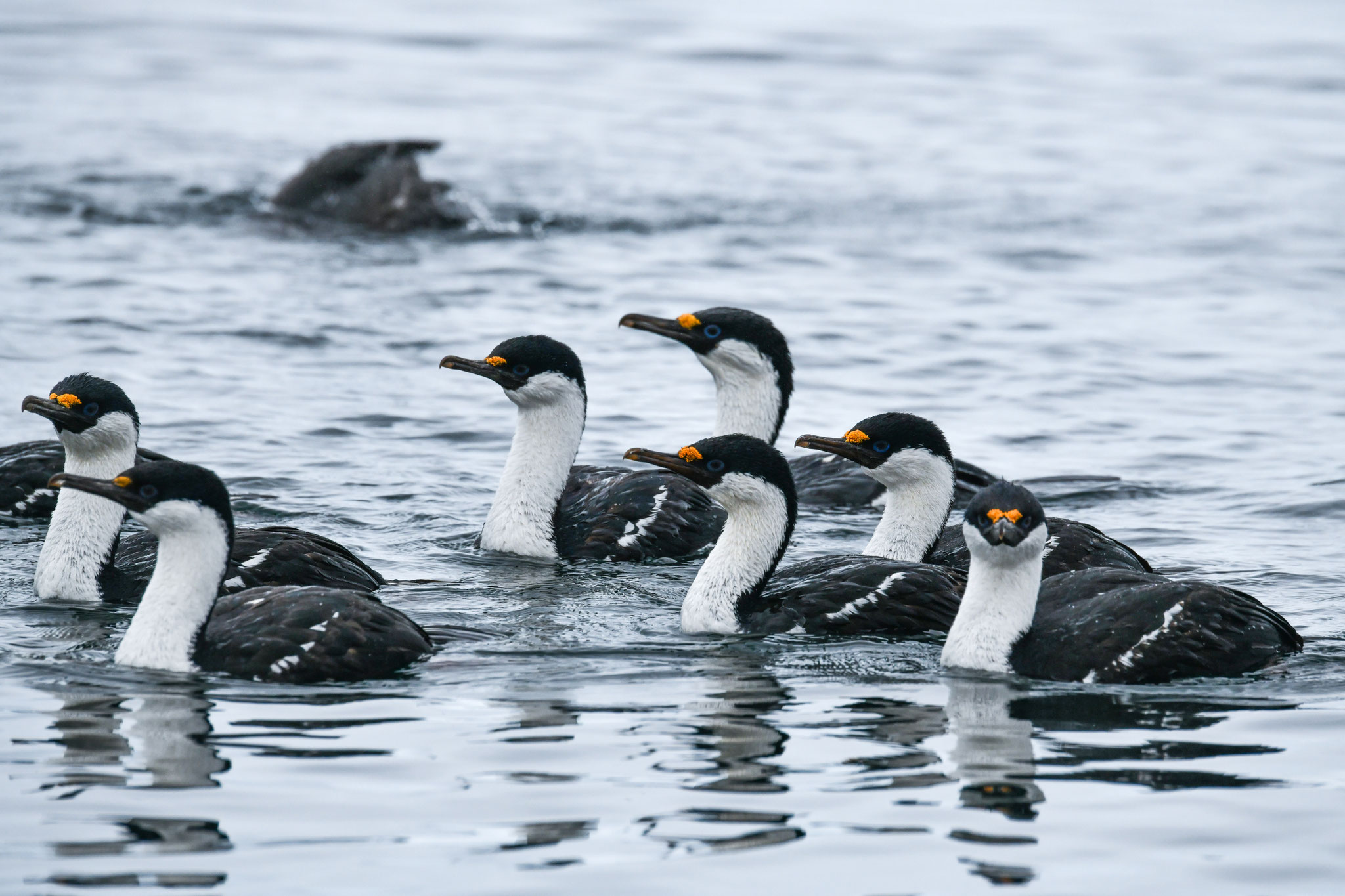 スグロムナジロヒメウ ANTARCTIC SHAG