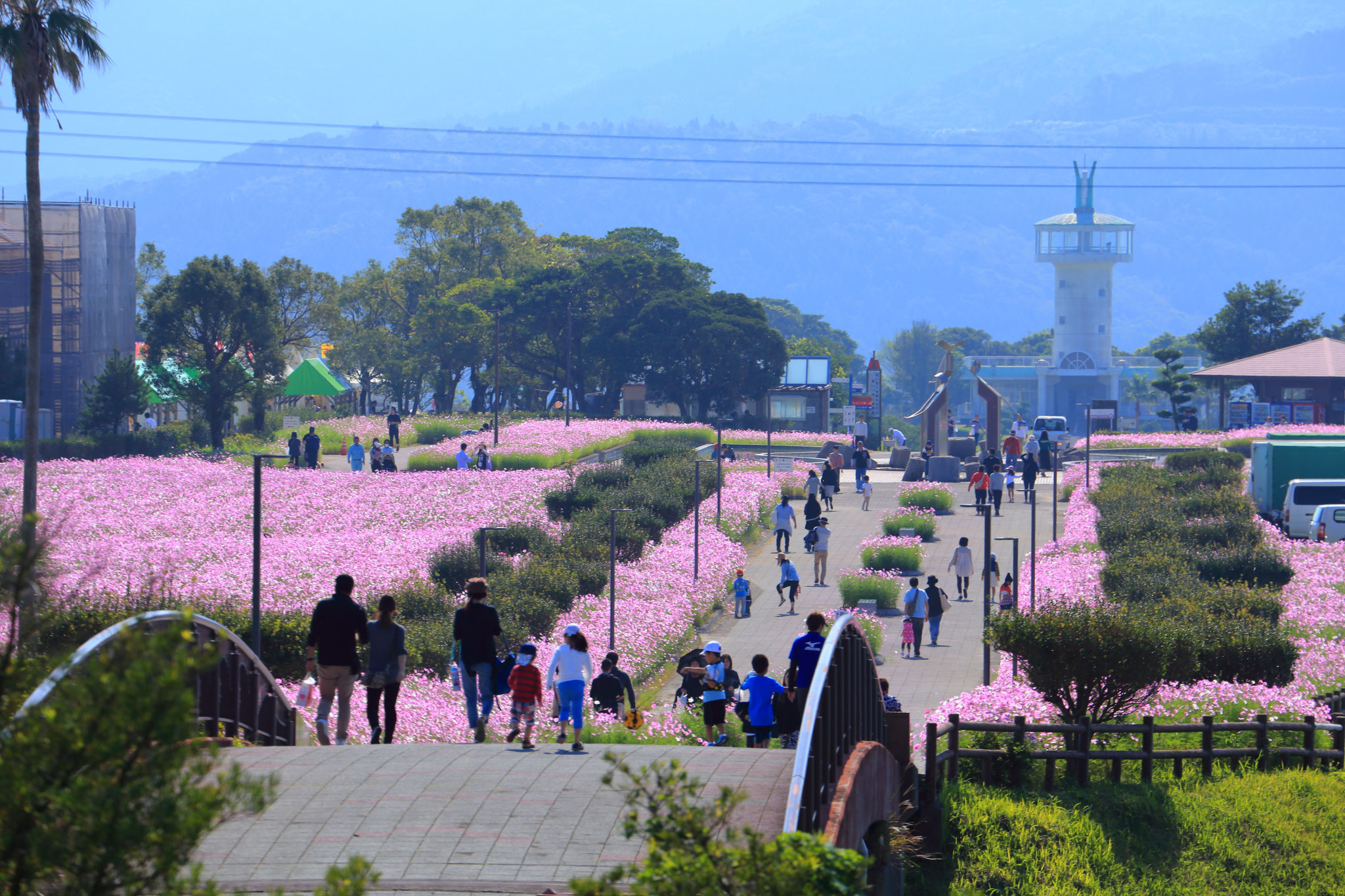 霧島が丘公園がコスモスでいっぱいに！