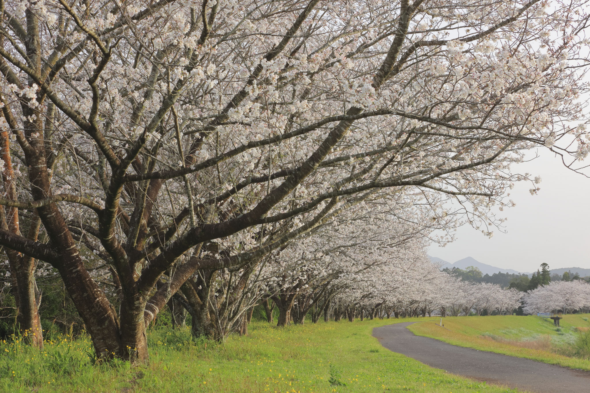 堤防の桜並木満開に(3月29日 肝付町)