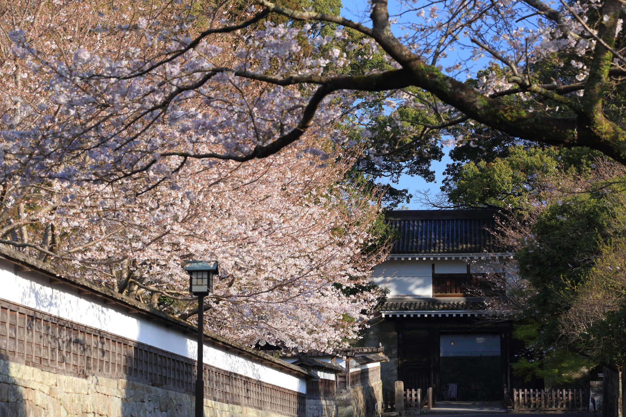 風情感じる飫肥城の桜（3/24 宮崎県日南市 飫肥城址）