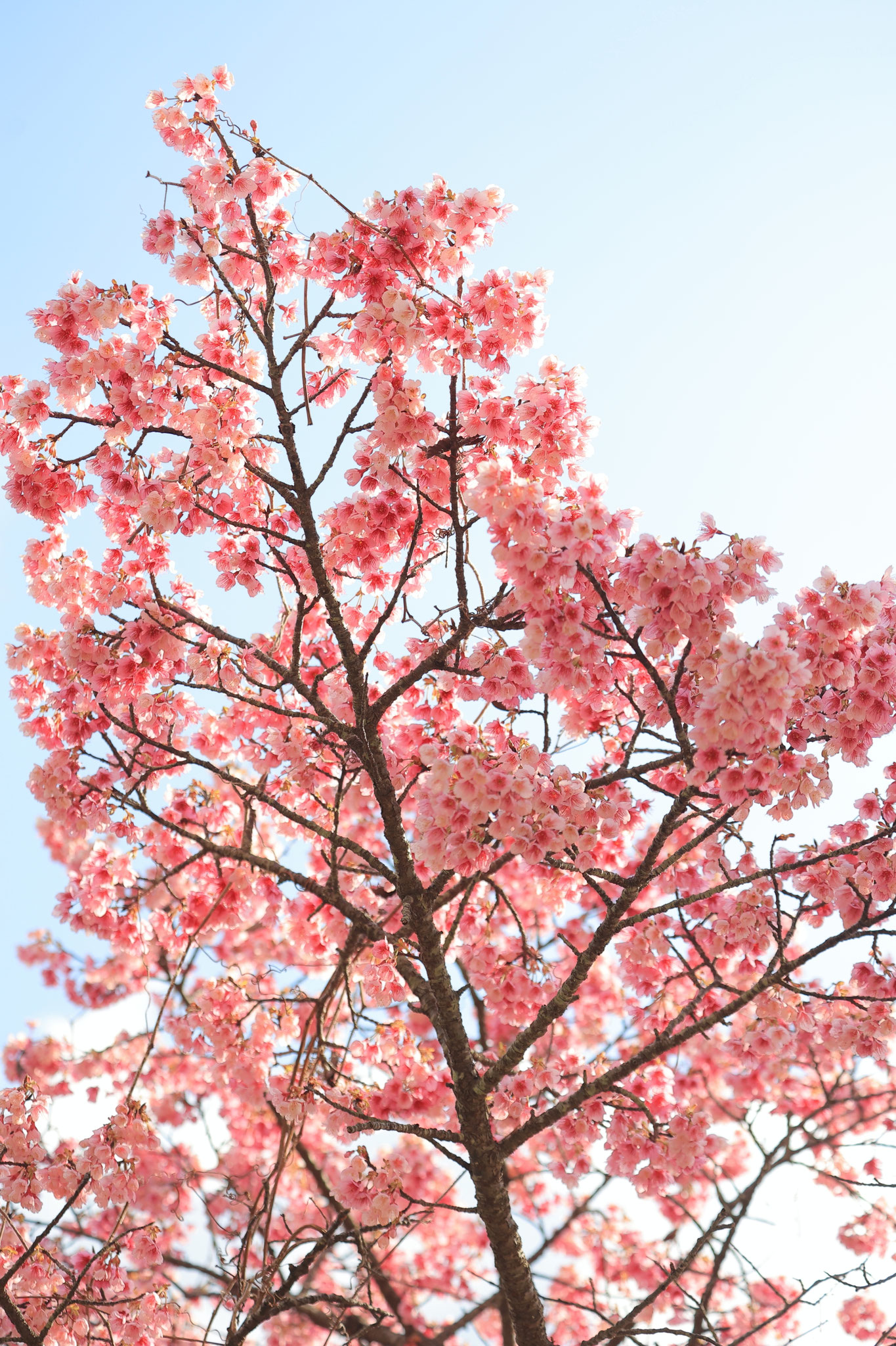 色鮮やかなロケット桜(2月23日 肝付町)