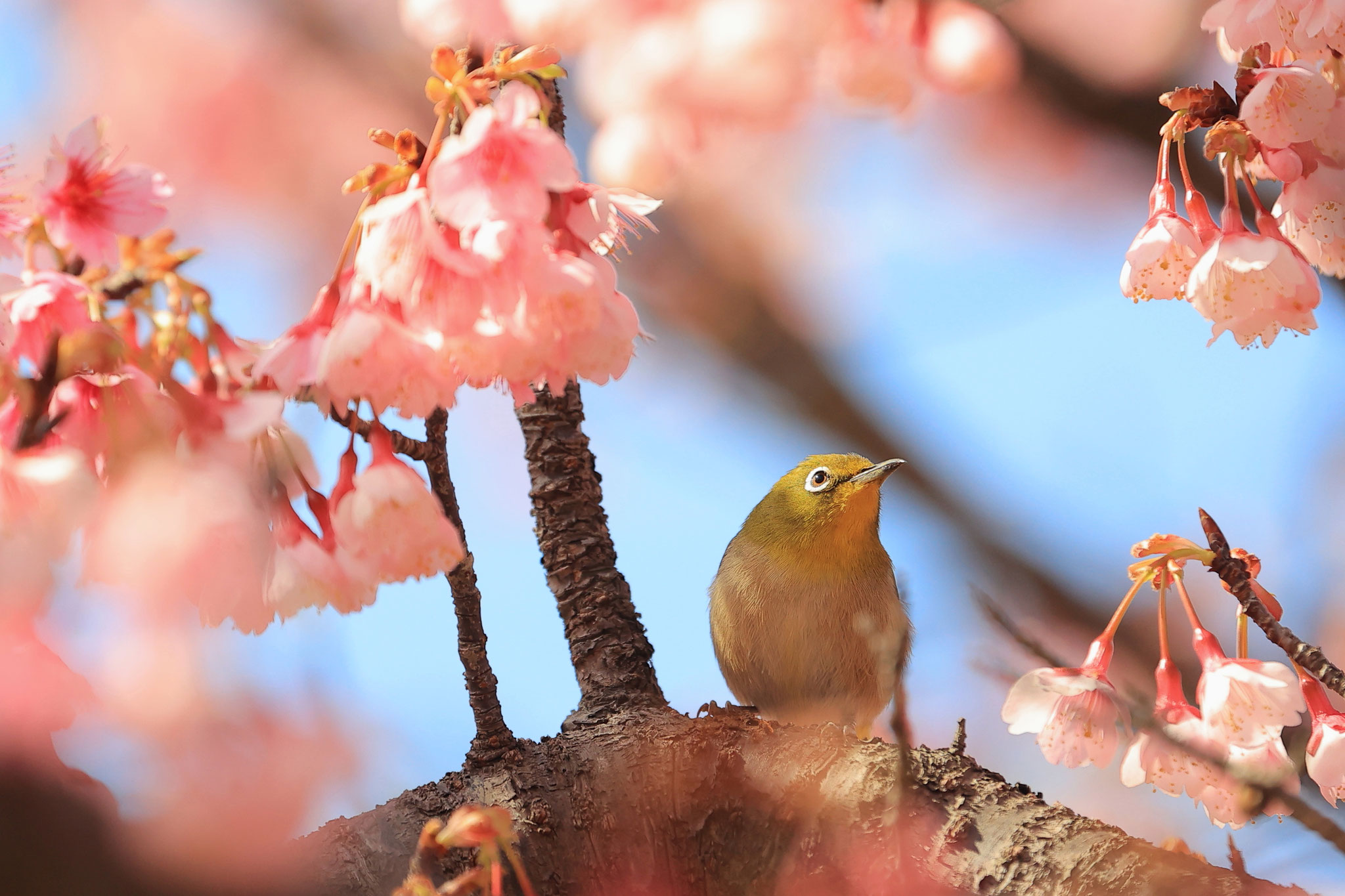 桜の品定めなメジロ(2月23日 肝付町)