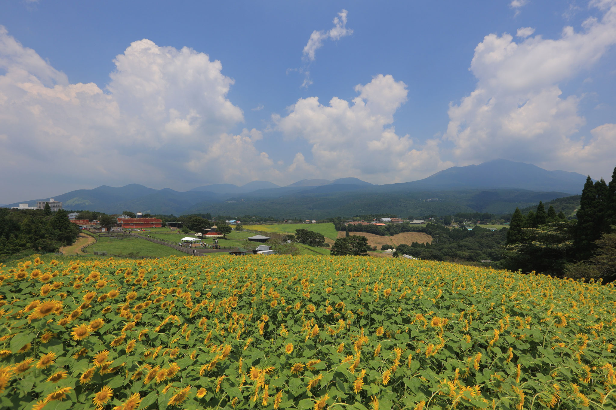 牧場のヒマワリ畑と雄大な霧島連山(8月13日 都城市)