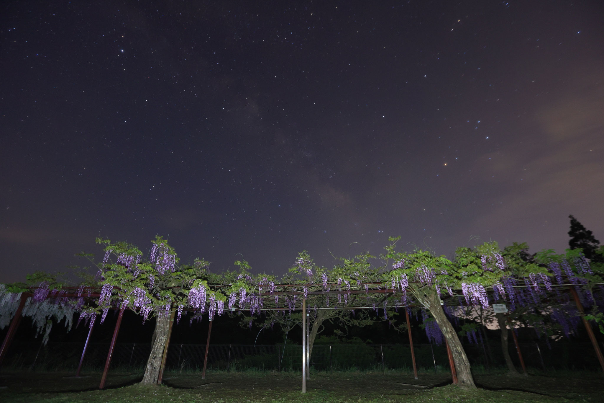 星空と藤の花(4月20日 霧島市)