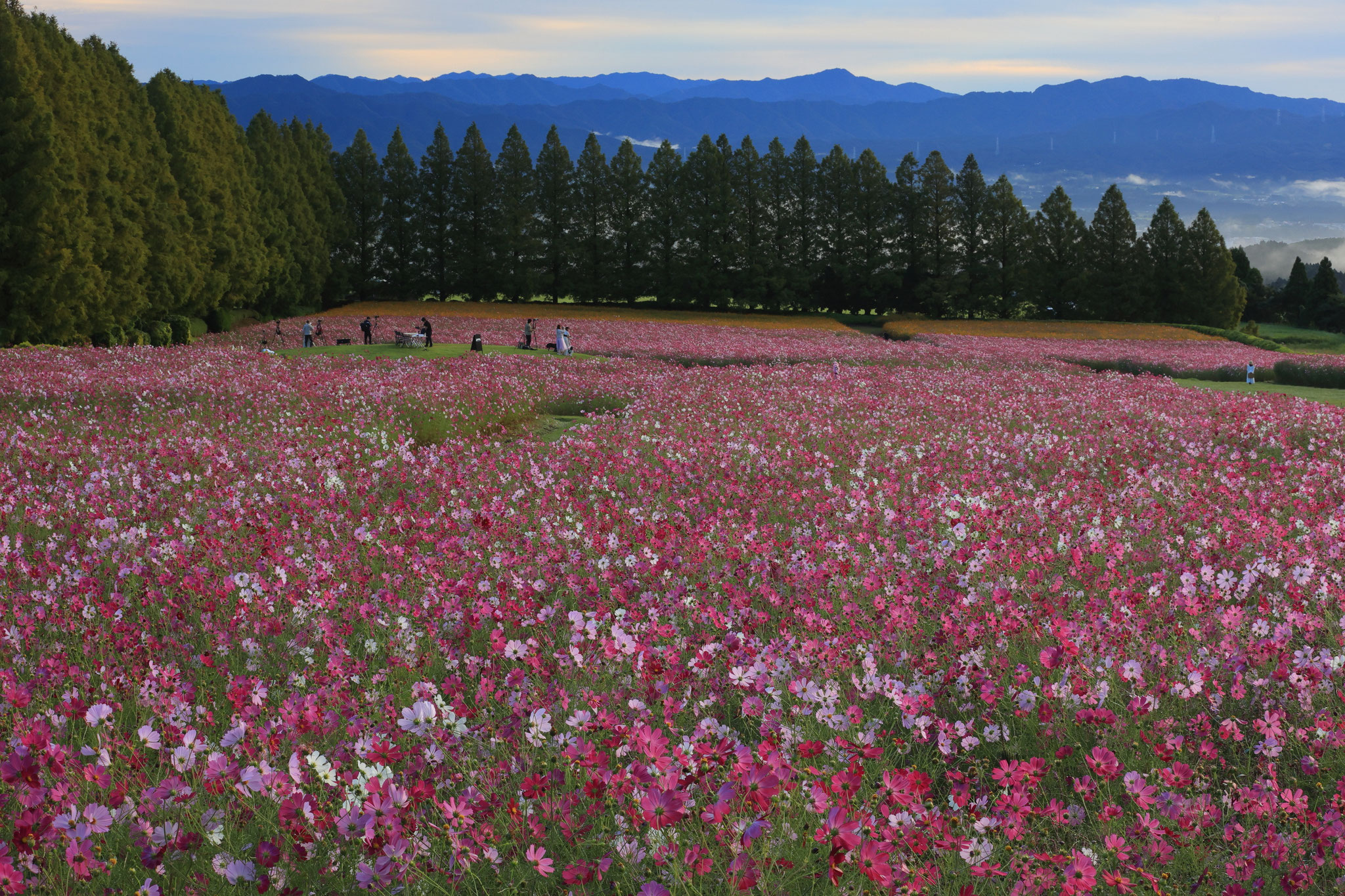 生駒高原のコスモス畑(10月12日 宮崎県)