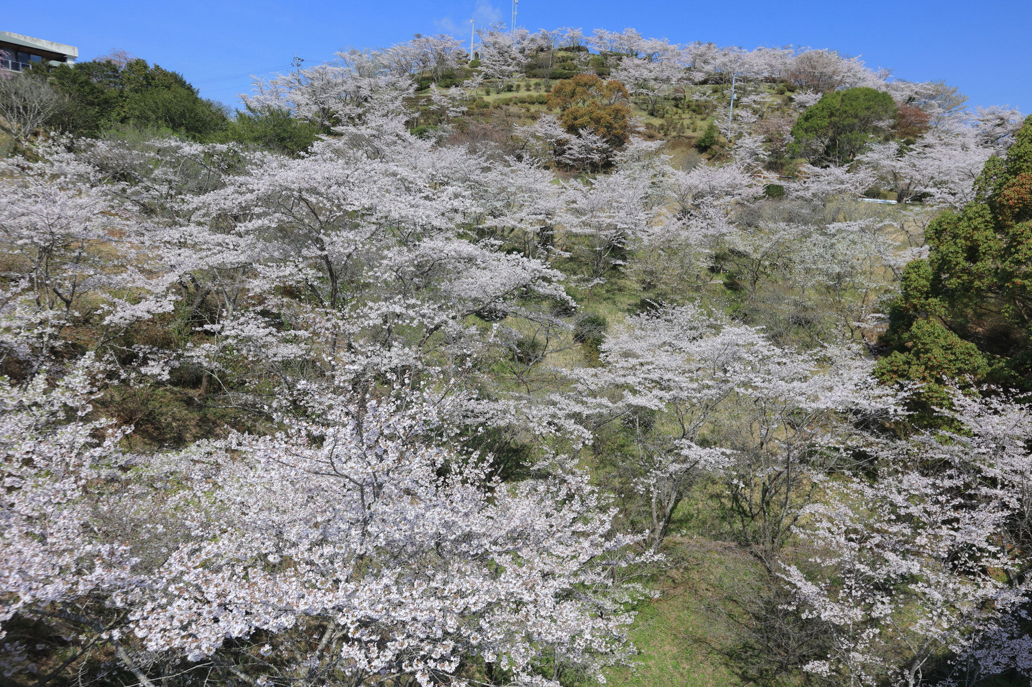 丸岡公園満開の桜(3月29日 霧島市)