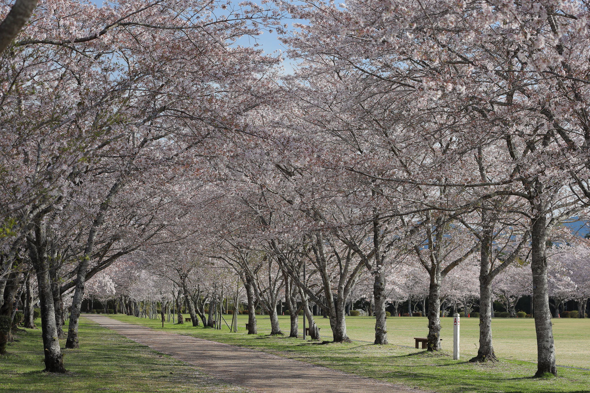 公園を囲う忠元公園桜並木(4月2日 伊佐市)