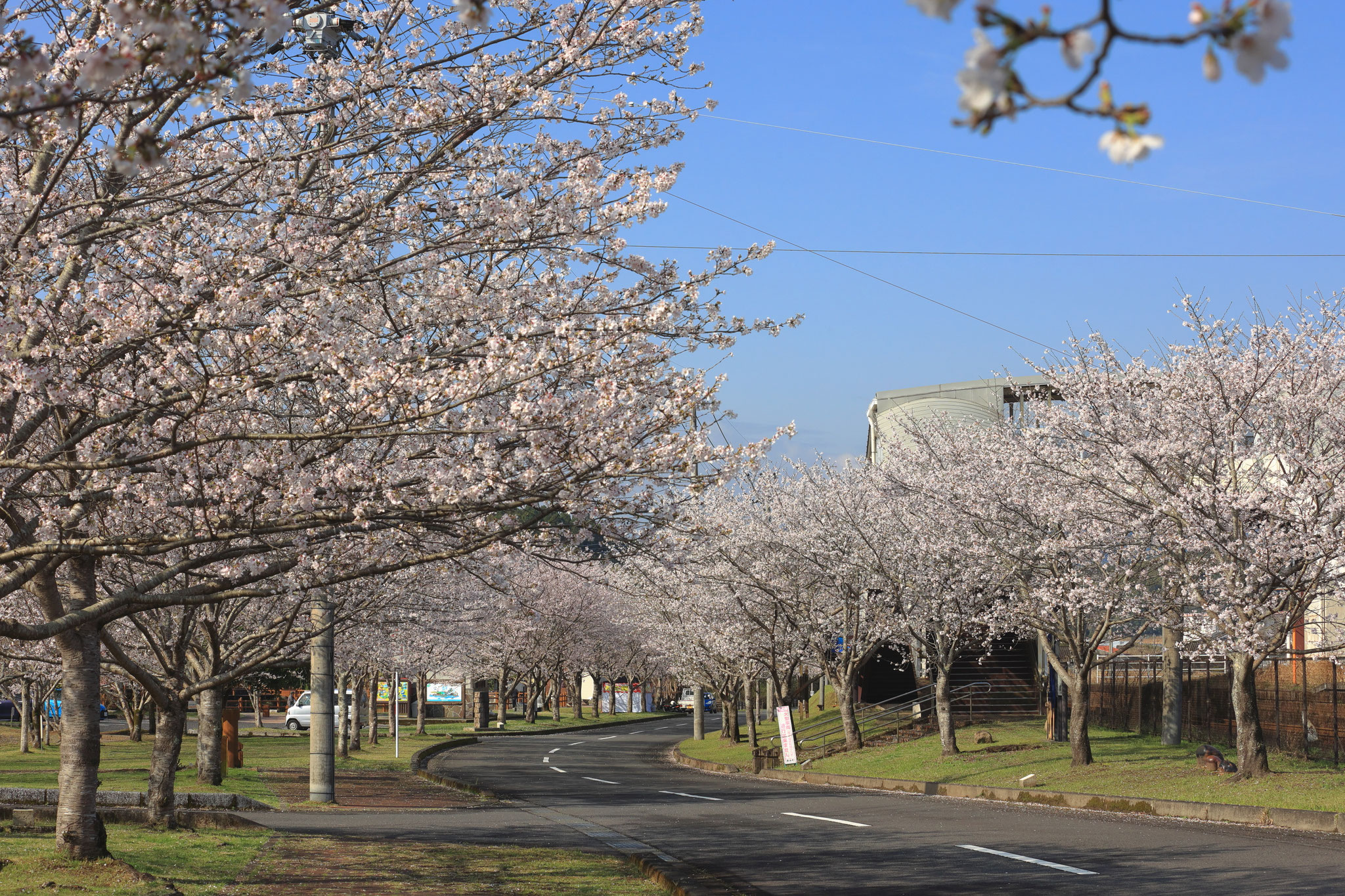 栗野駅前で満開の桜並木(3月29日 湧水町)