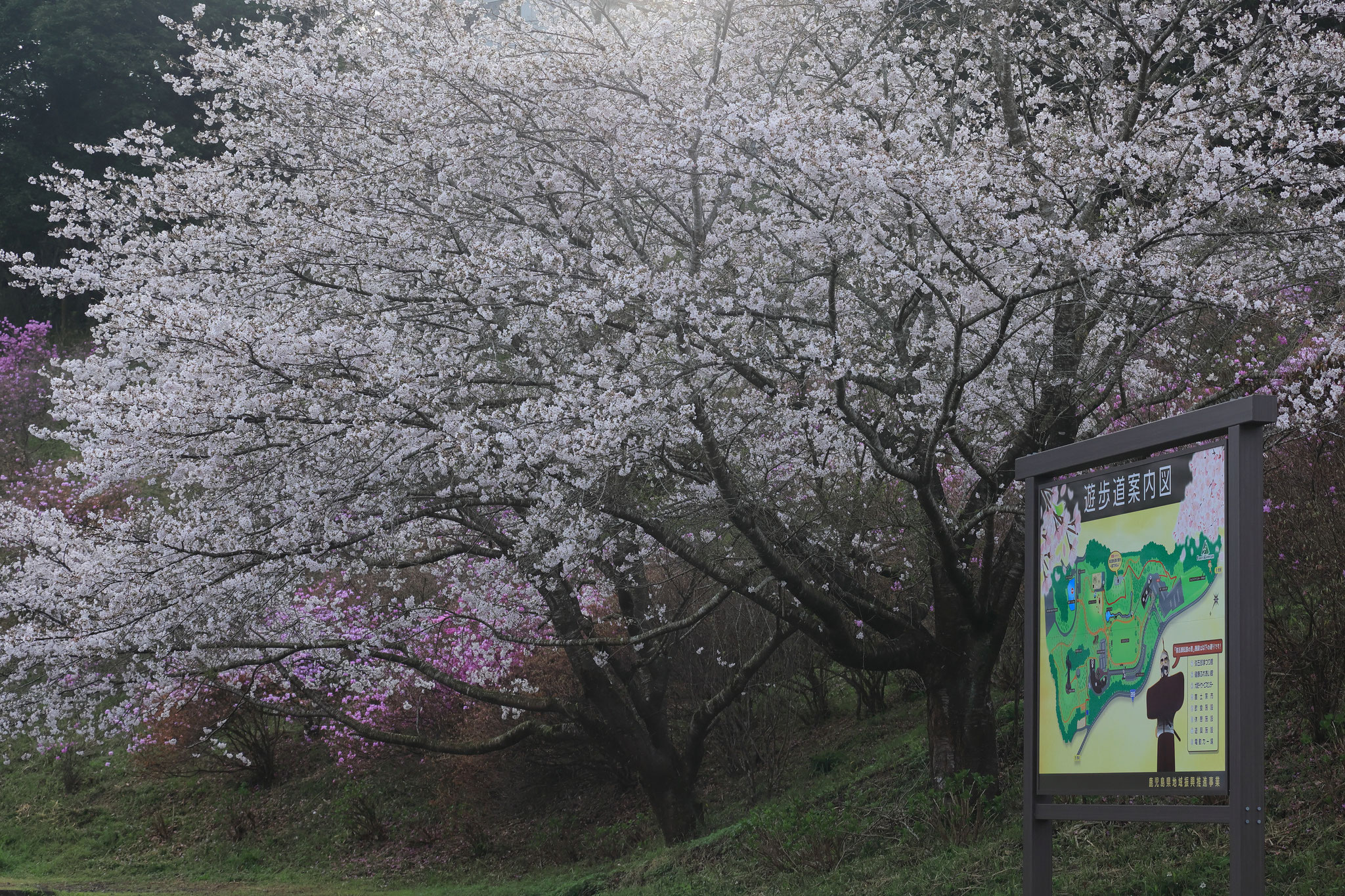 満開の桜がお出迎え(3月25日 曾於市)