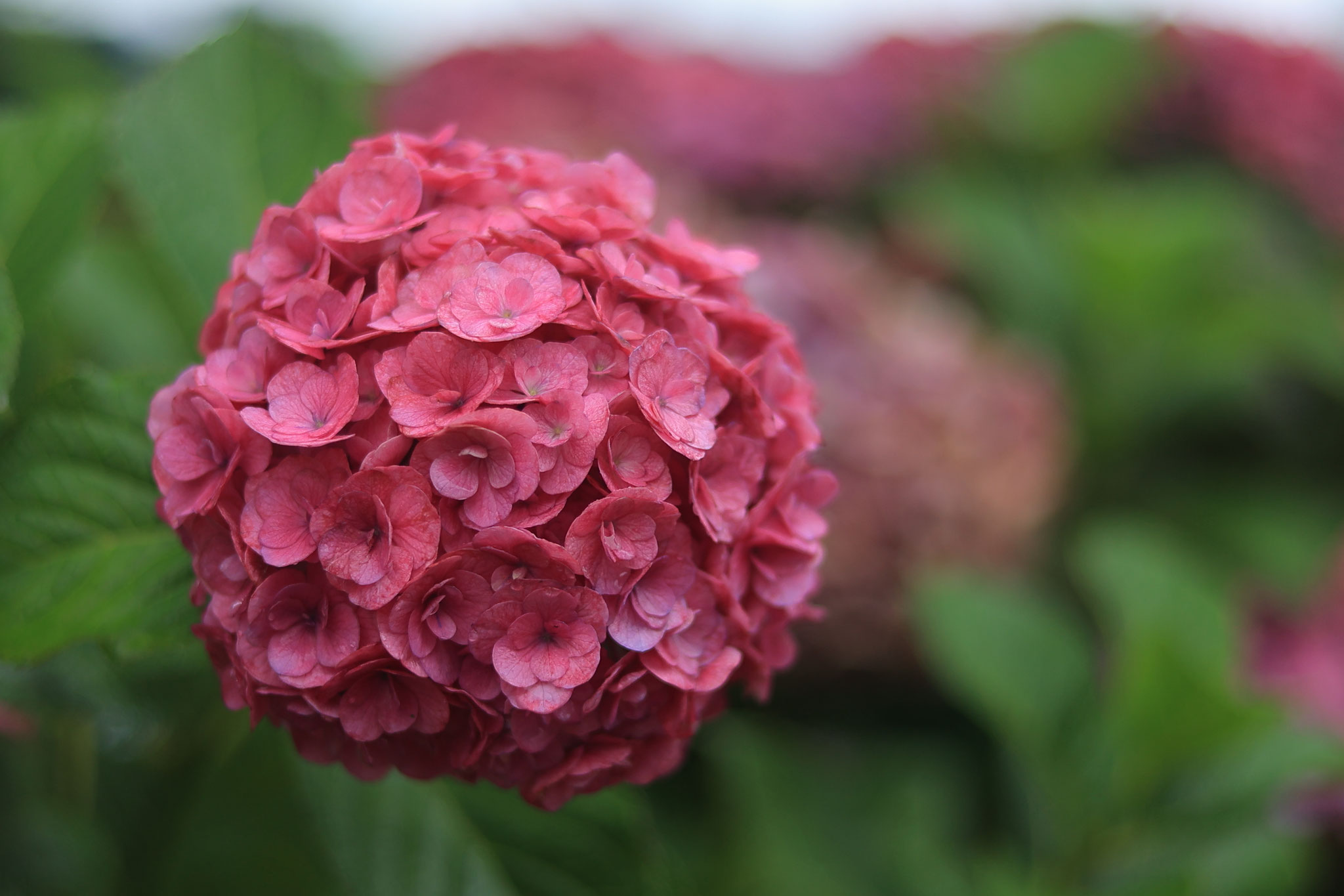 かのやばら園に咲く様々な紫陽花たち ③(6月11日 鹿屋市)