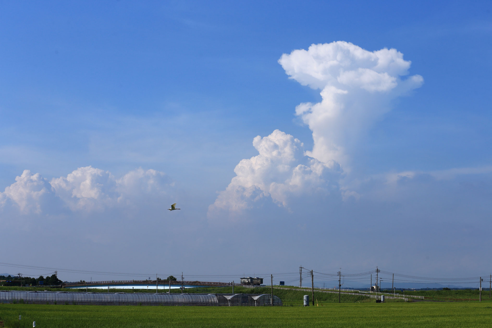 夏空に伸びる積乱雲（7/2 15:43 高良橋付近の田んぼ）