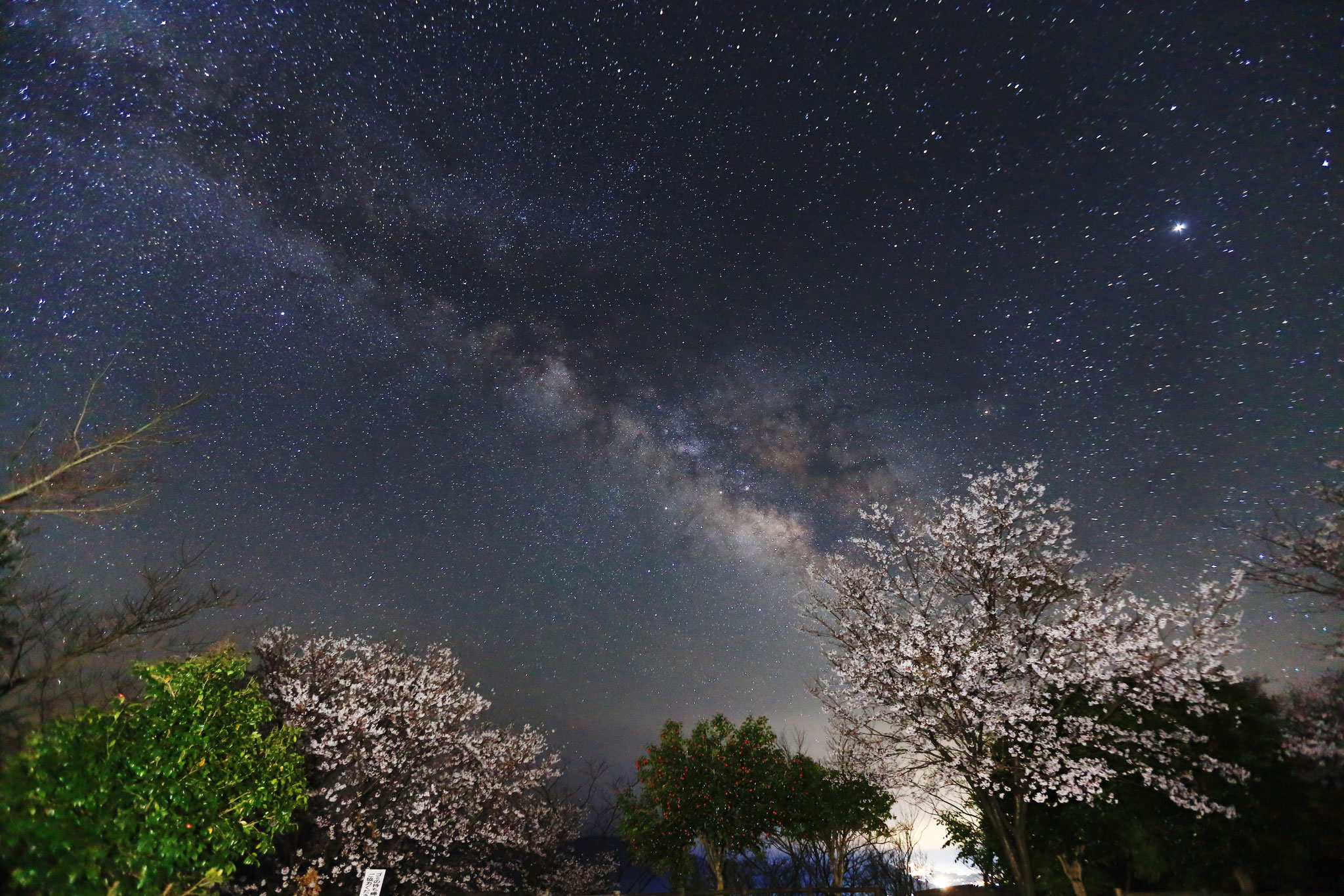 星がまるで桜吹雪（3/24 宮崎県日南市 花立公園）