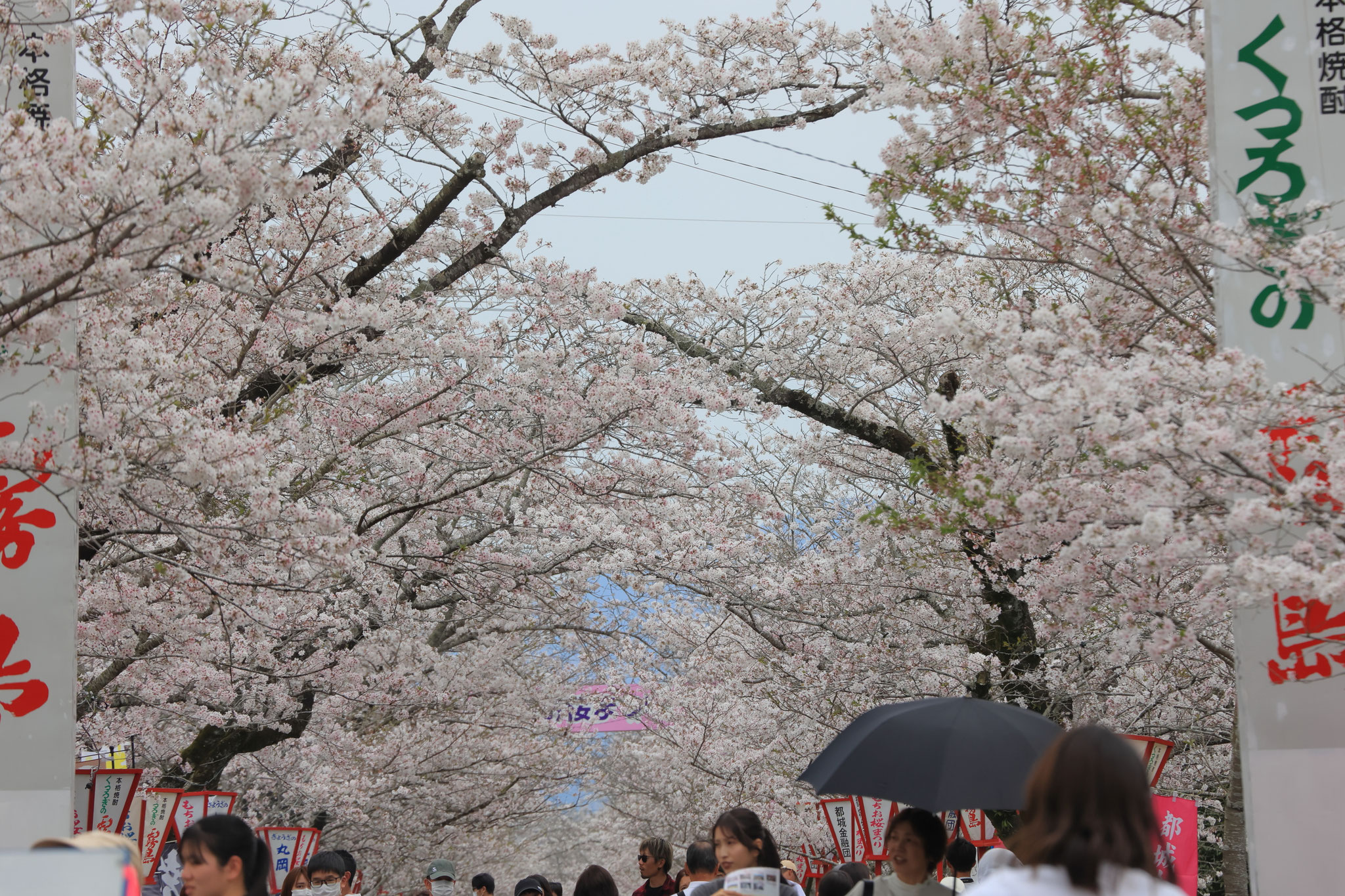 長く続く満開の桜並木(3月30日 都城市)