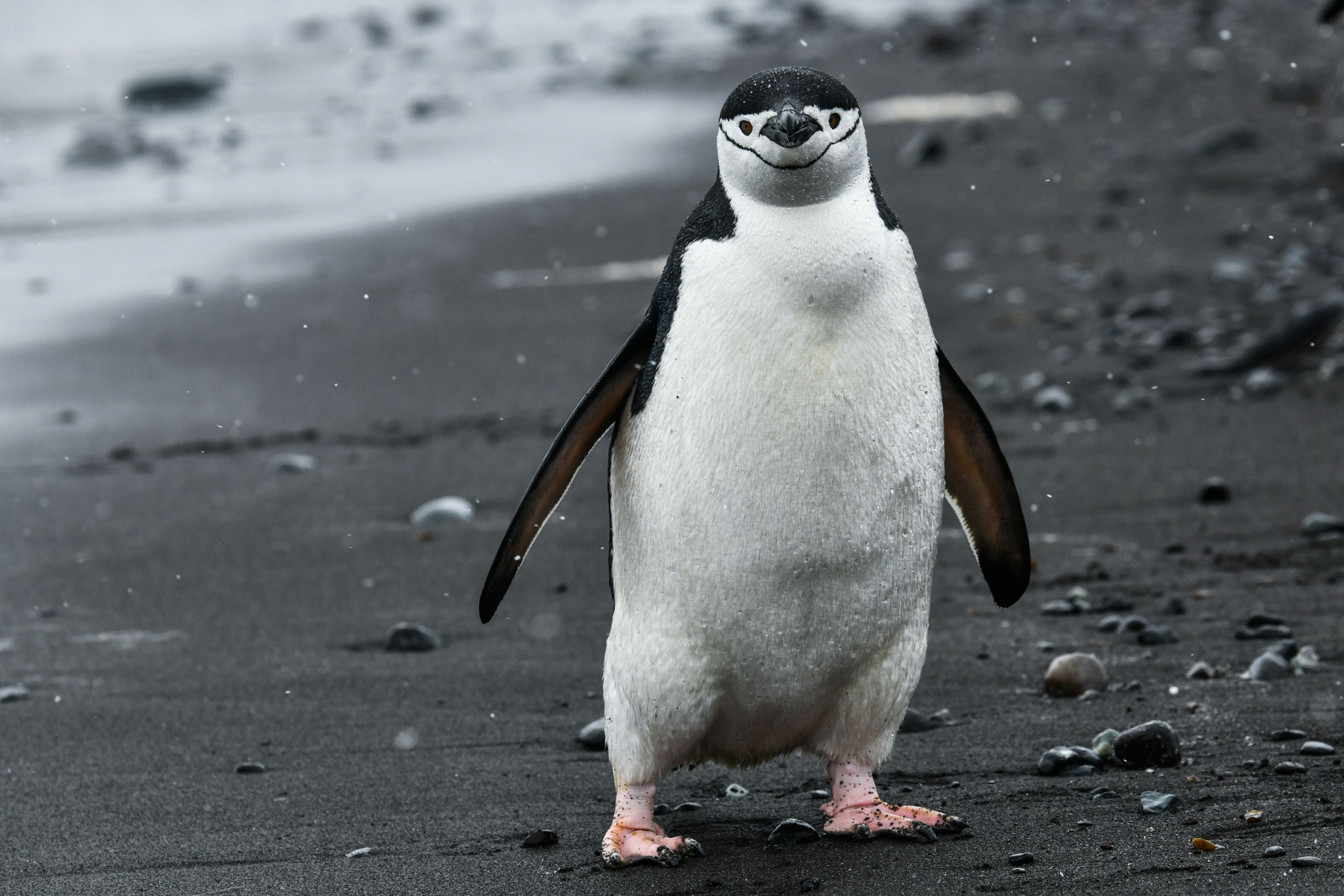 アゴヒゲがくっきり　アゴヒゲペンギン