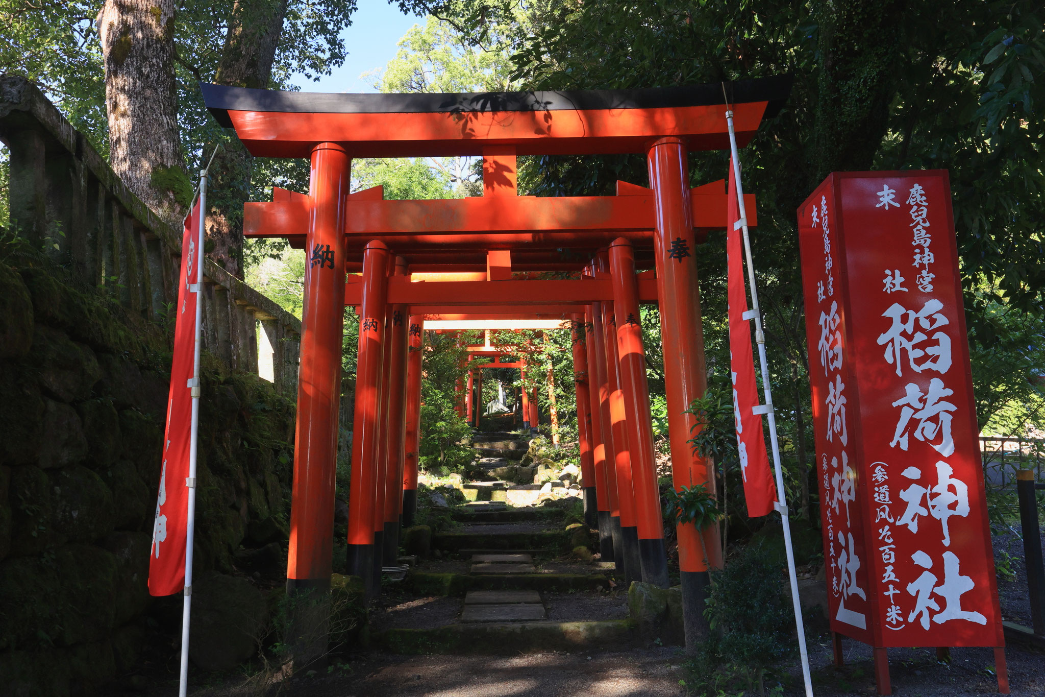 鹿児島神宮の連なる鳥居を進みゆく(9月27日 霧島市)