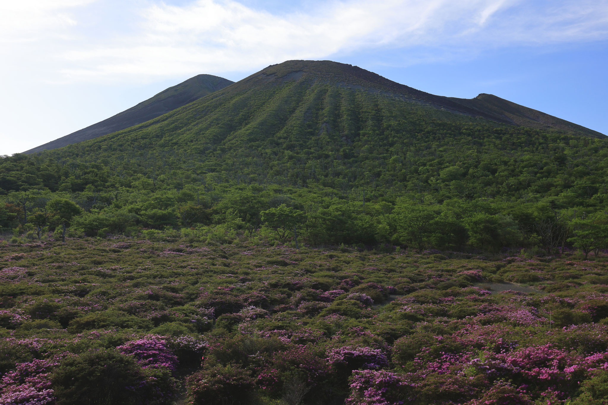 鹿ヶ原で眺めるミヤマキリシマと高千穂峰(5月18日 霧島市)