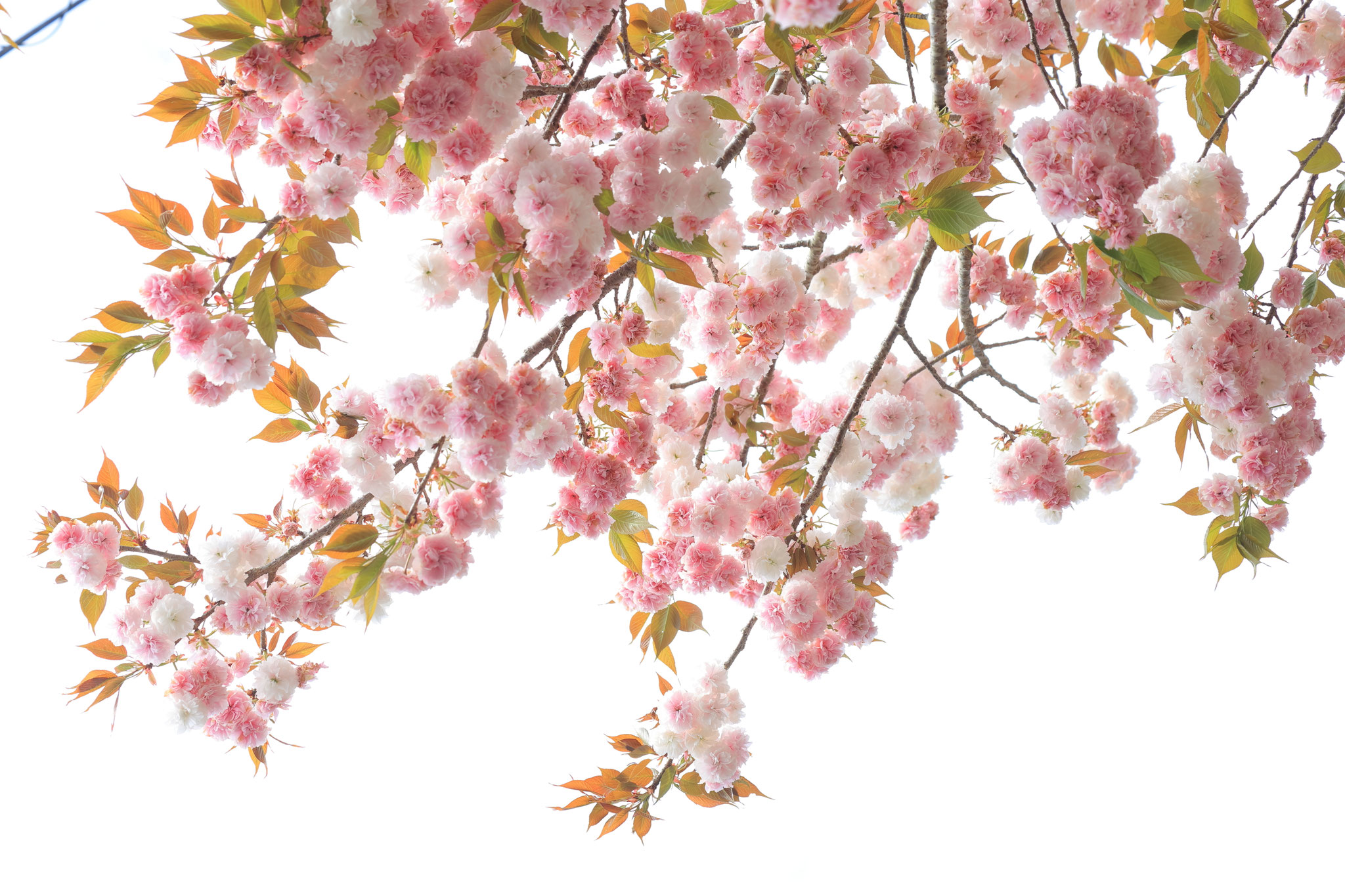 萩の茶屋の横で八重桜が満開を見せる(4月13日 宮崎県)