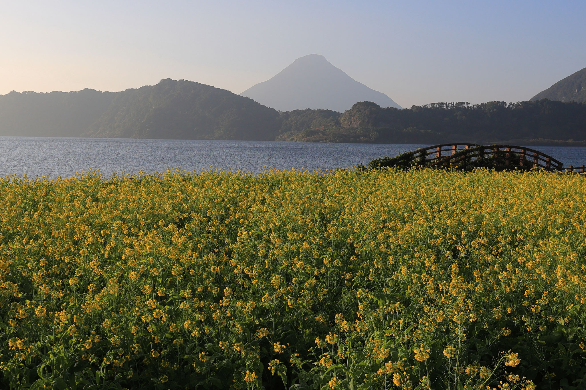 早くも満開を見せる菜の花畑(1月4日 指宿市)