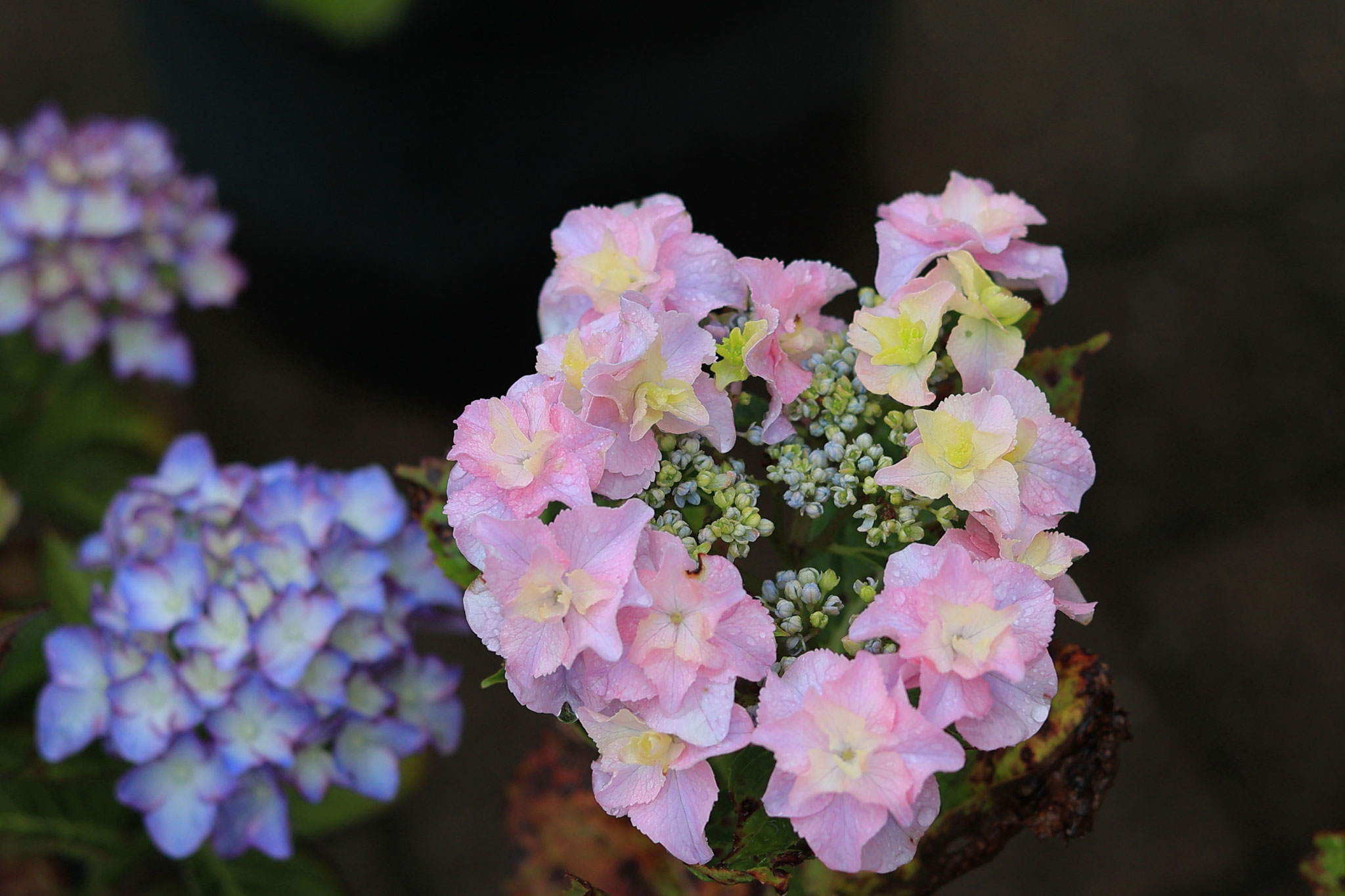 かのやばら園に咲く様々な紫陽花3(6月8日 鹿屋市)