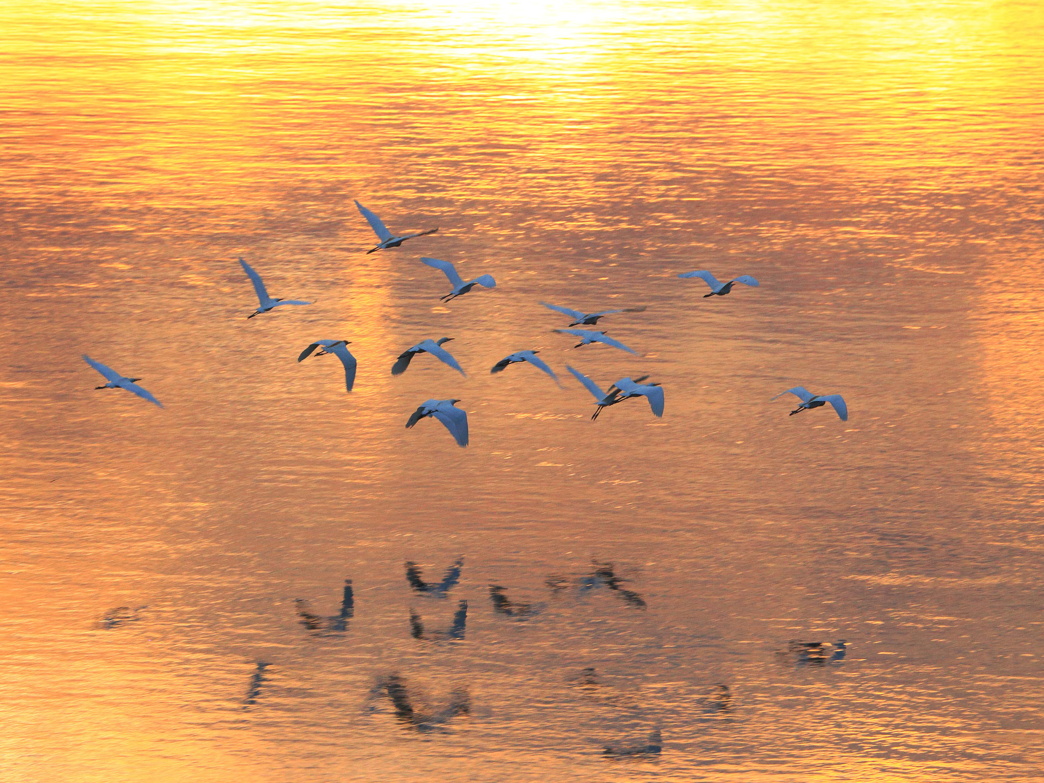 煌めく夕焼けの川を飛んで行くアマサギ（6/30 池之園橋）