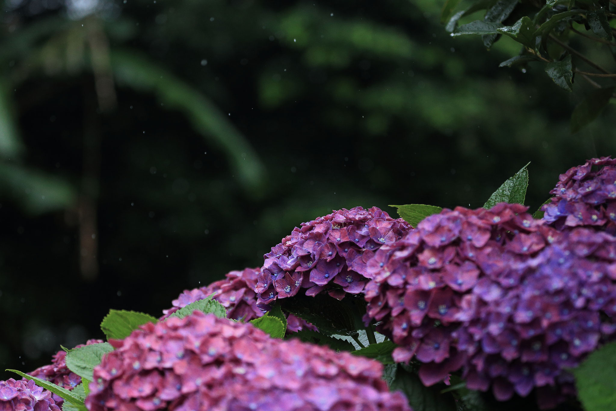 雨と紫陽花(6/21 志布志市)