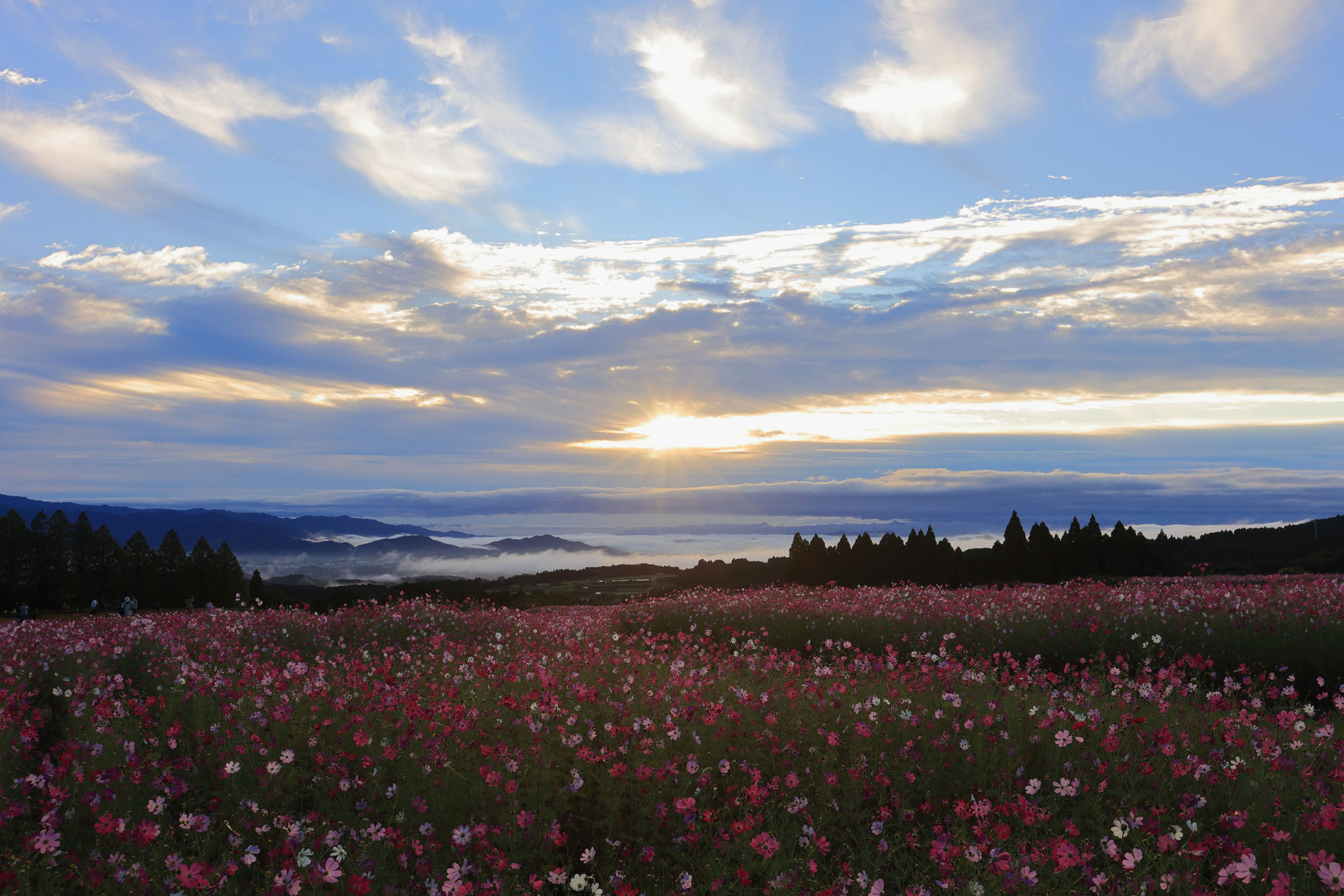 雲海を背にコスモス畑が朝日に照らされる(10月12日 宮崎県)