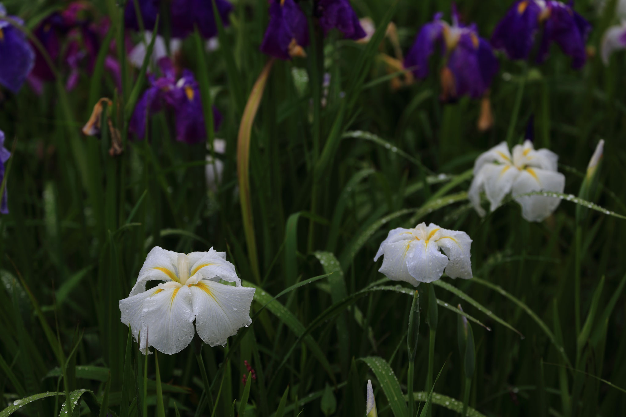 雨に濡れる花菖蒲(6/2 大崎町 あすぱる大崎)