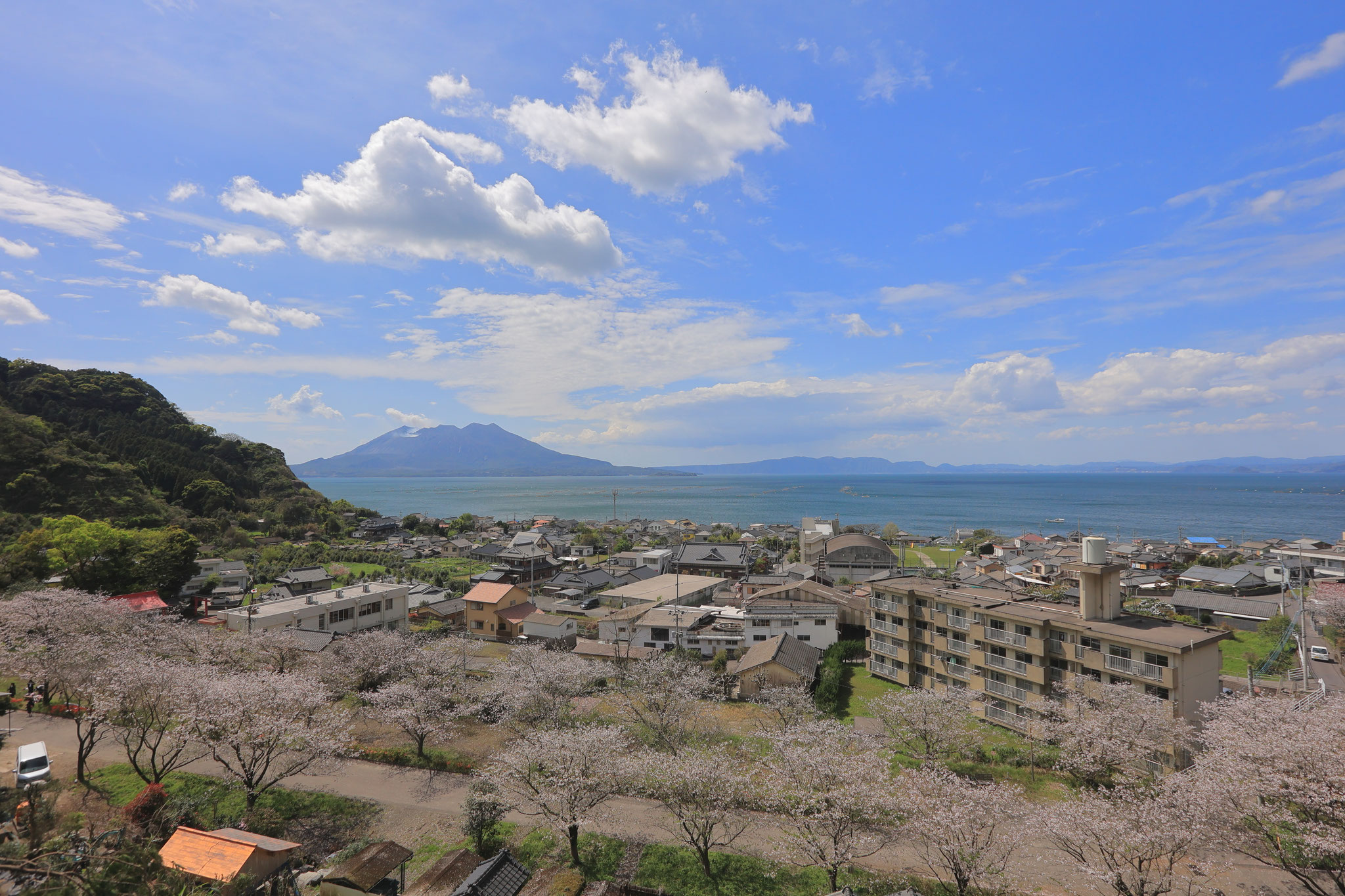 桜島、桜のある風景(4月1日 垂水市)