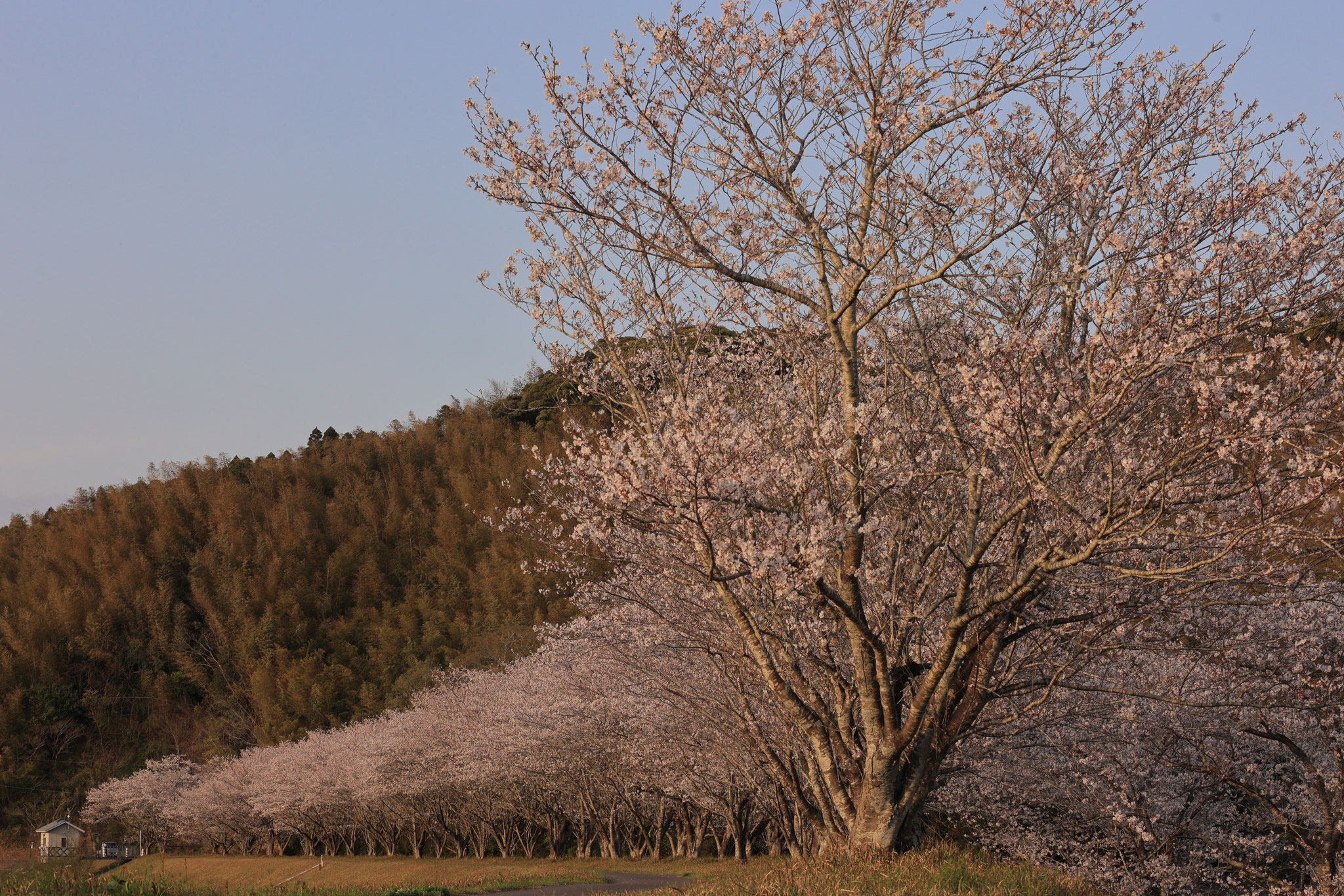 夕焼けに照らされた桜並木(4月4日 肝付町)