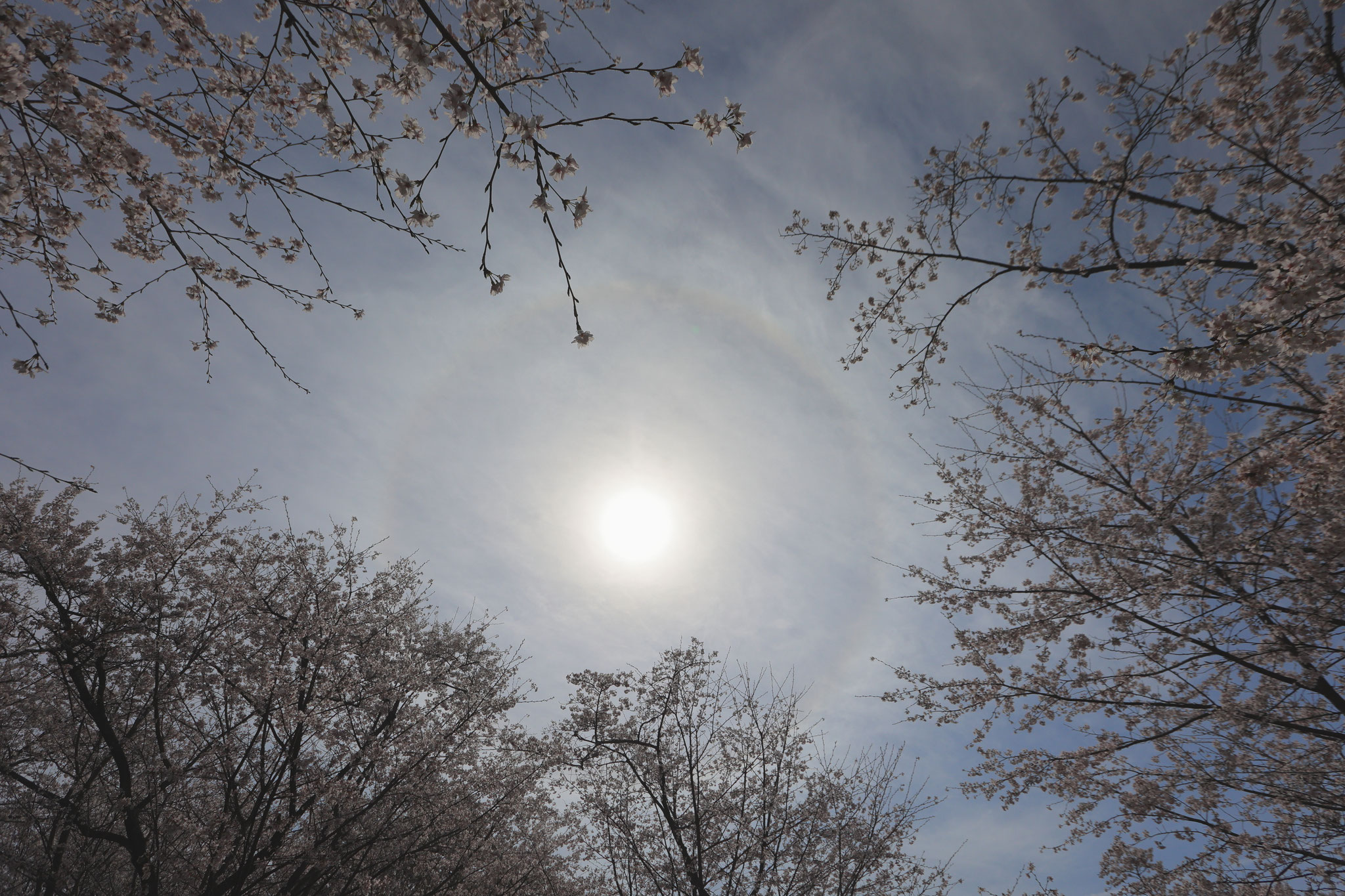 見上げた空にハロ(3月29日 霧島市)