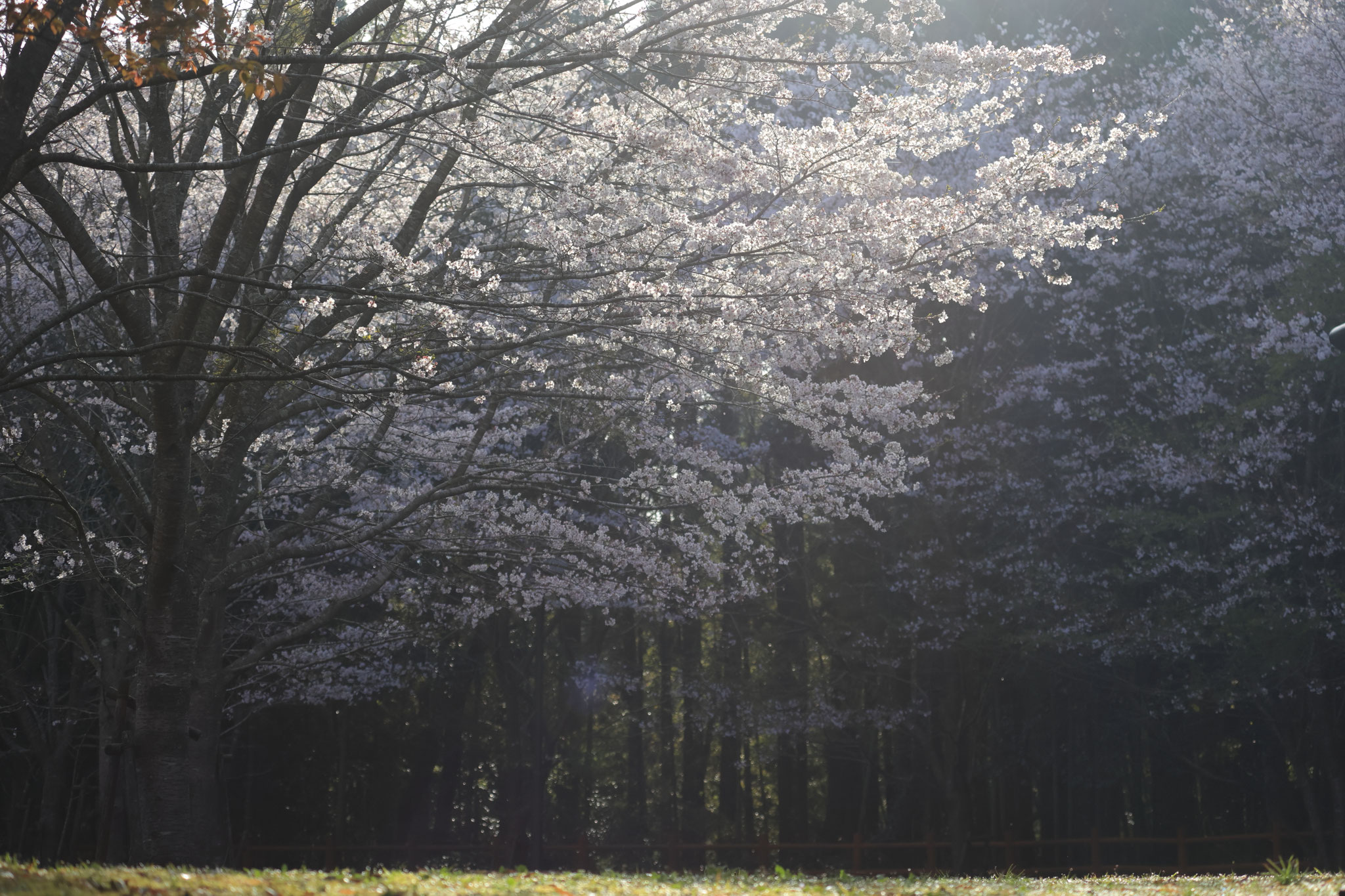 朝の優しい光が桜を魅せる(3月30日 湧水町)