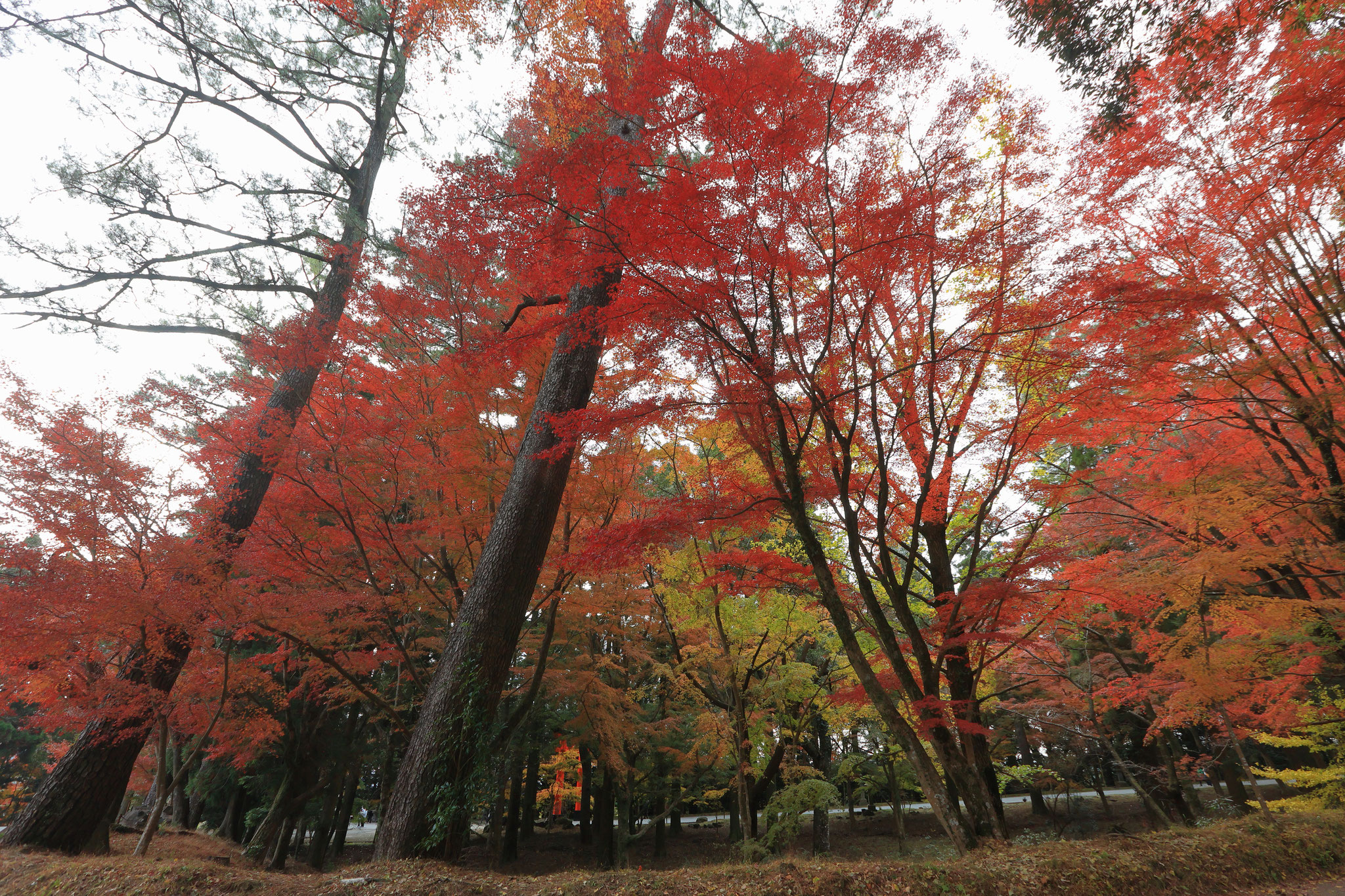 霧島神宮内で色づく木々の葉(11月26日 霧島市)