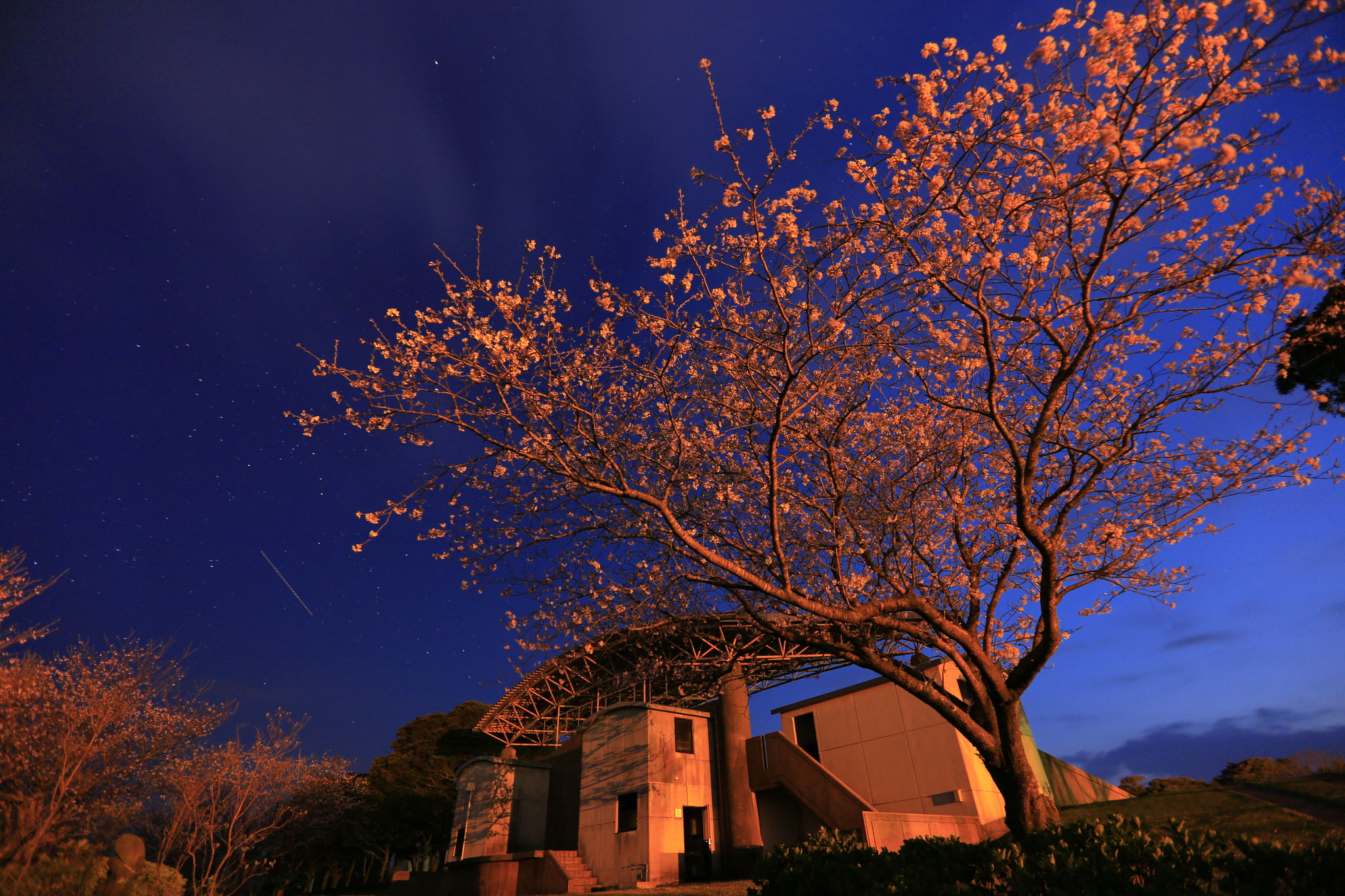 街灯の明かりで夜桜堪能（霧島が丘公園）