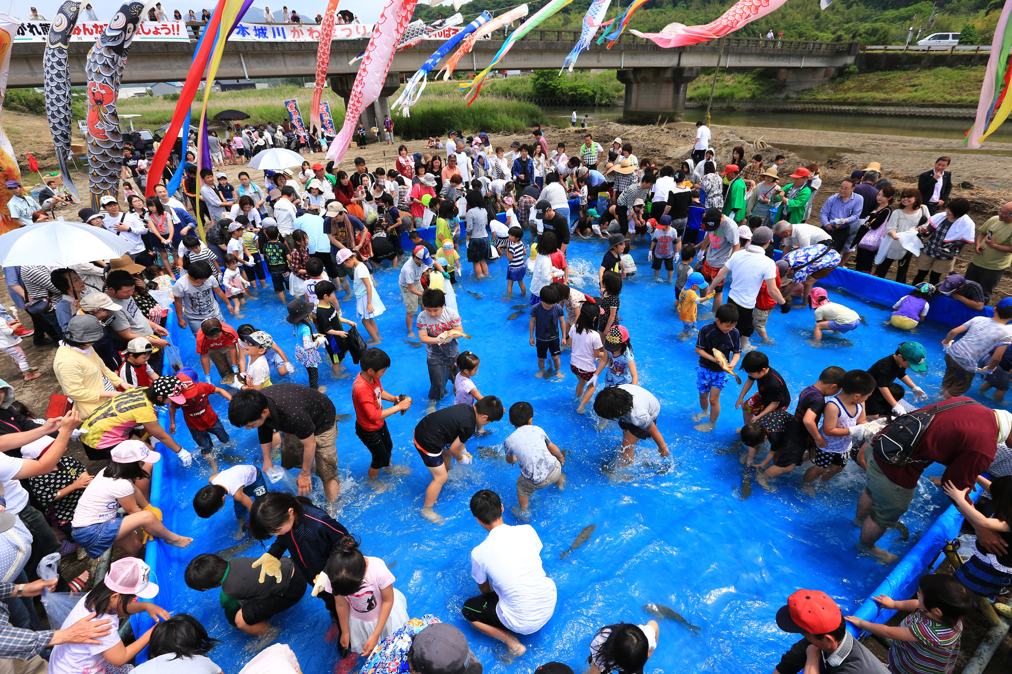 かわまつり　鯉のつかみ取り（垂水市本城川）