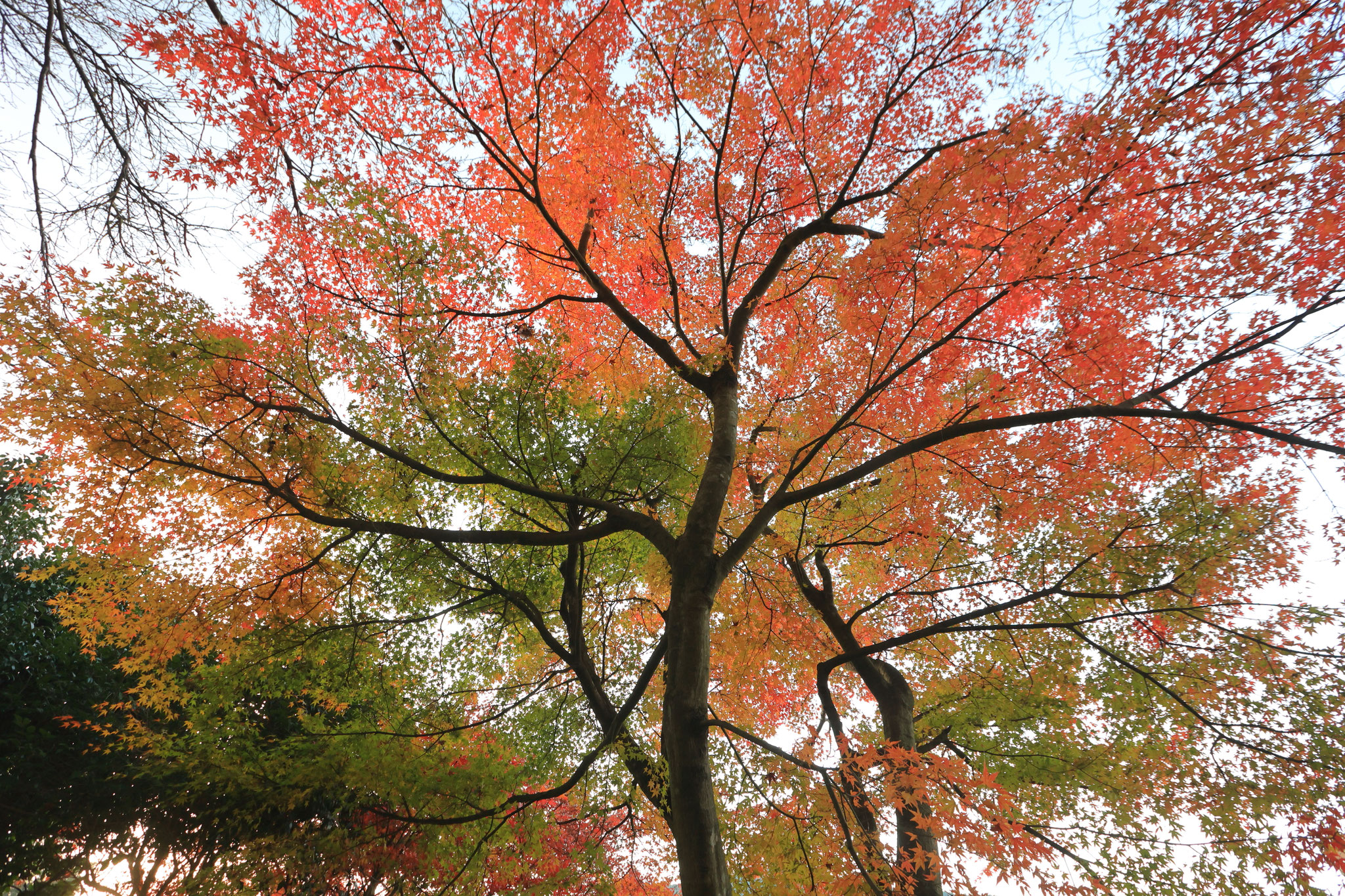 遅めな紅葉だったが変化を見るのも楽しい(11月29日霧島市)