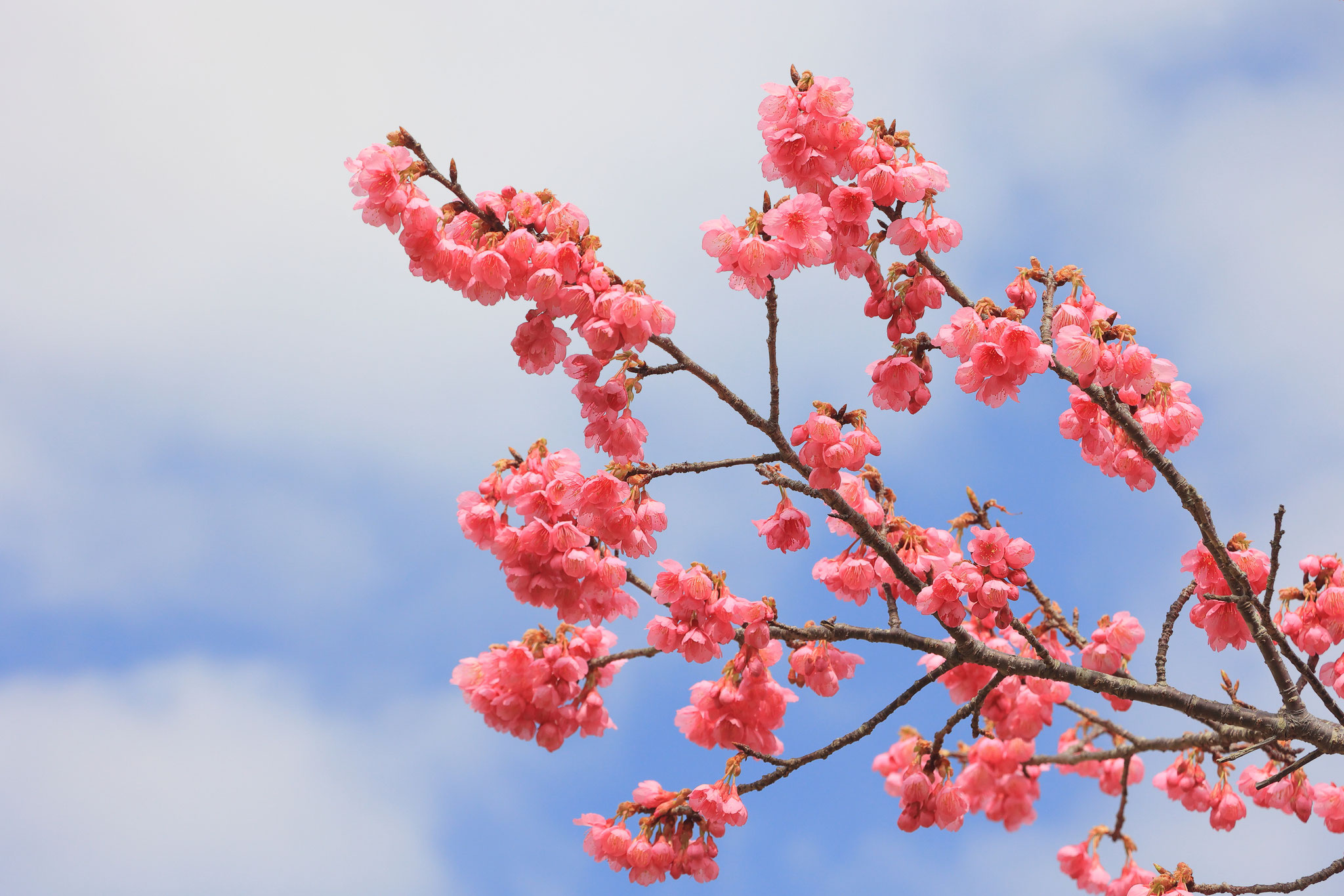 早咲きの桜が、早くもお目見え(2月5日 肝付町)