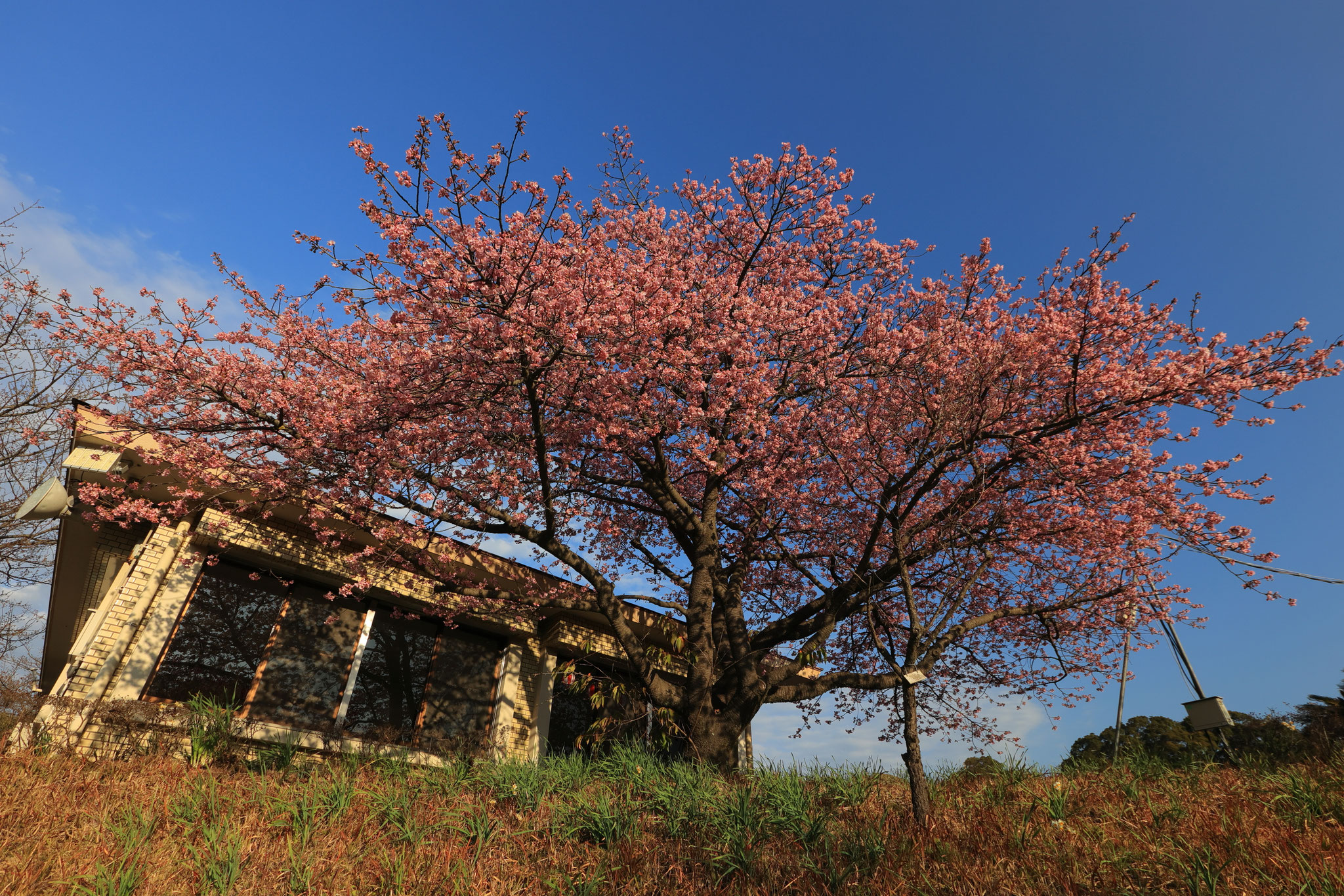吉野公園の桜は早くに見頃を迎える(2月14日 鹿児島市)