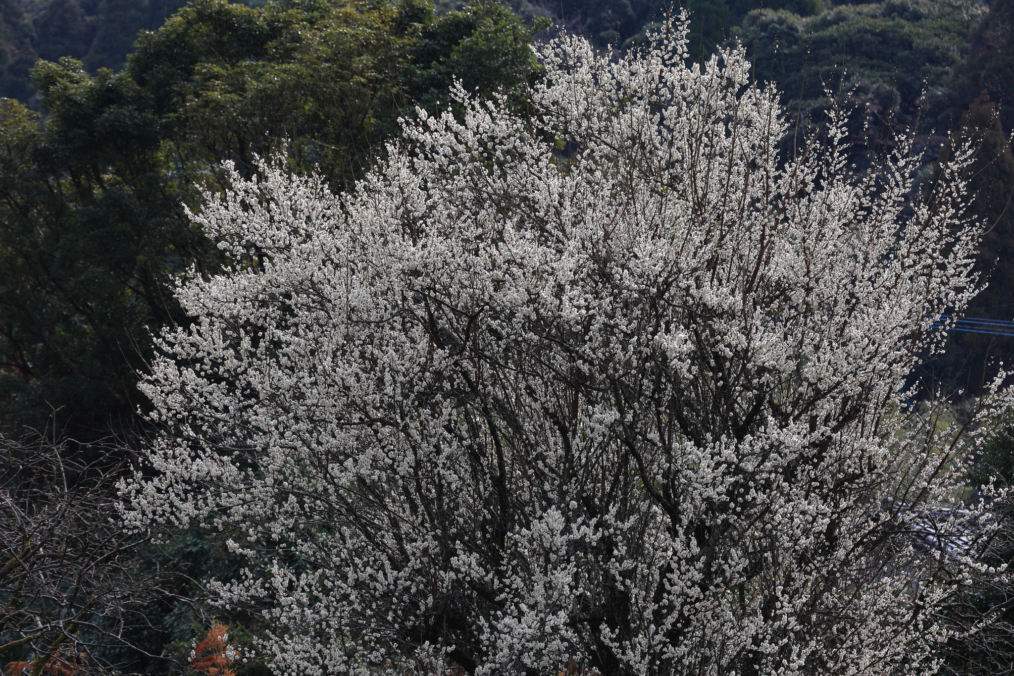 豊富に梅の花が咲く(2月16日 肝付町)