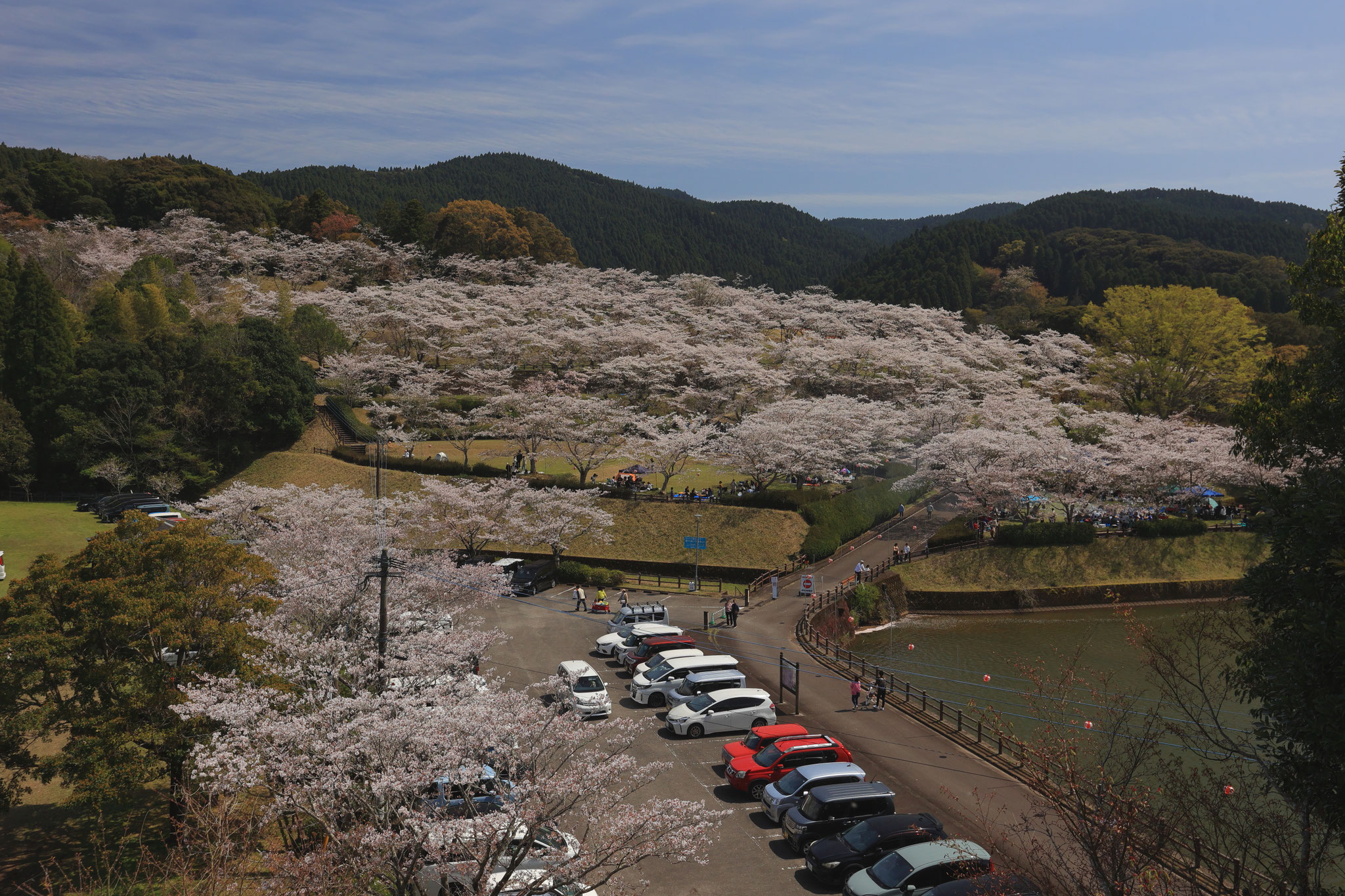 上米公園満開の桜(4月6日 三股町)