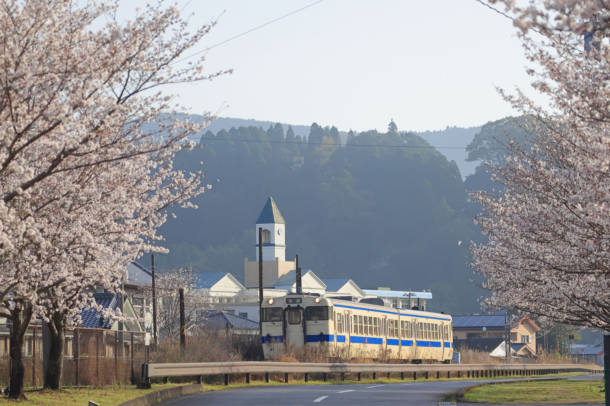 栗野駅桜と電車(3月30日 湧水町)