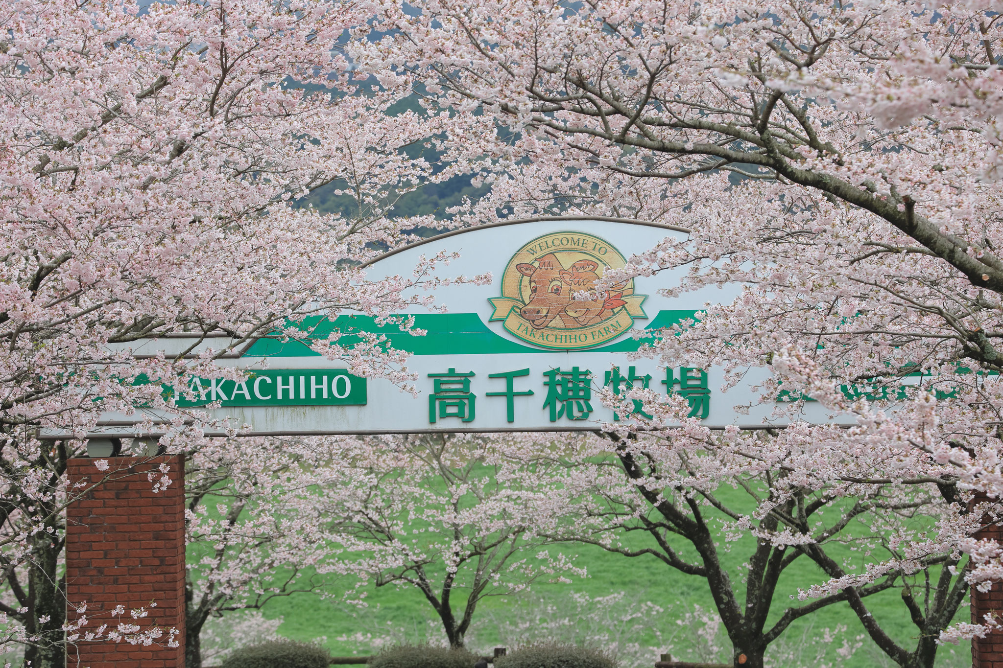 桜満開高千穂牧場(3月25日 都城市)