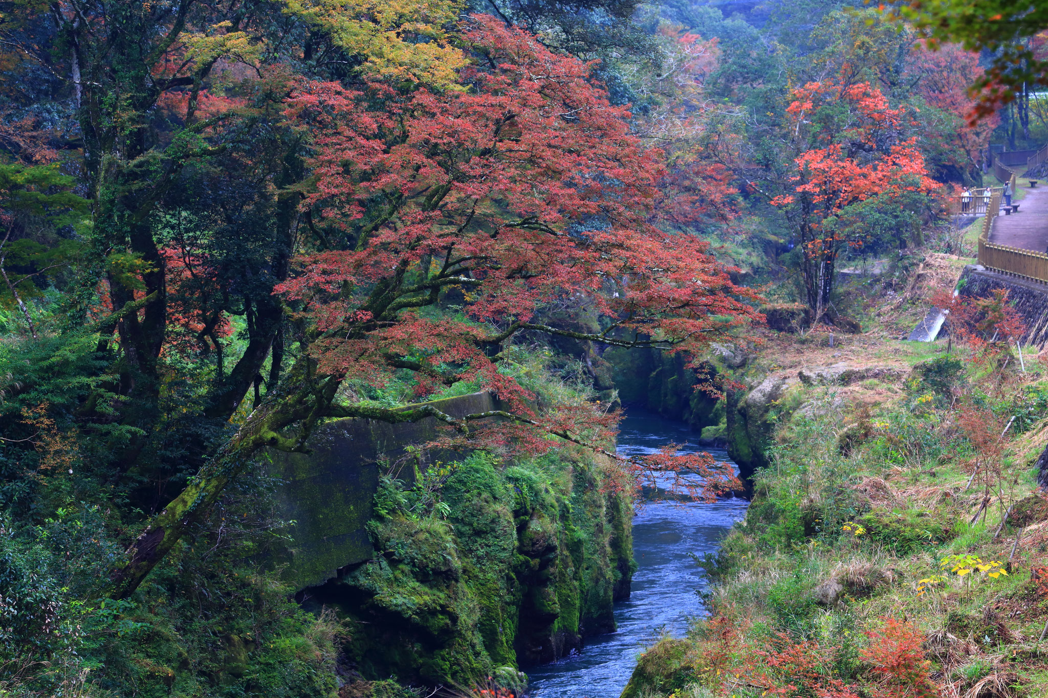 天降川と紅葉（霧島市牧園町）