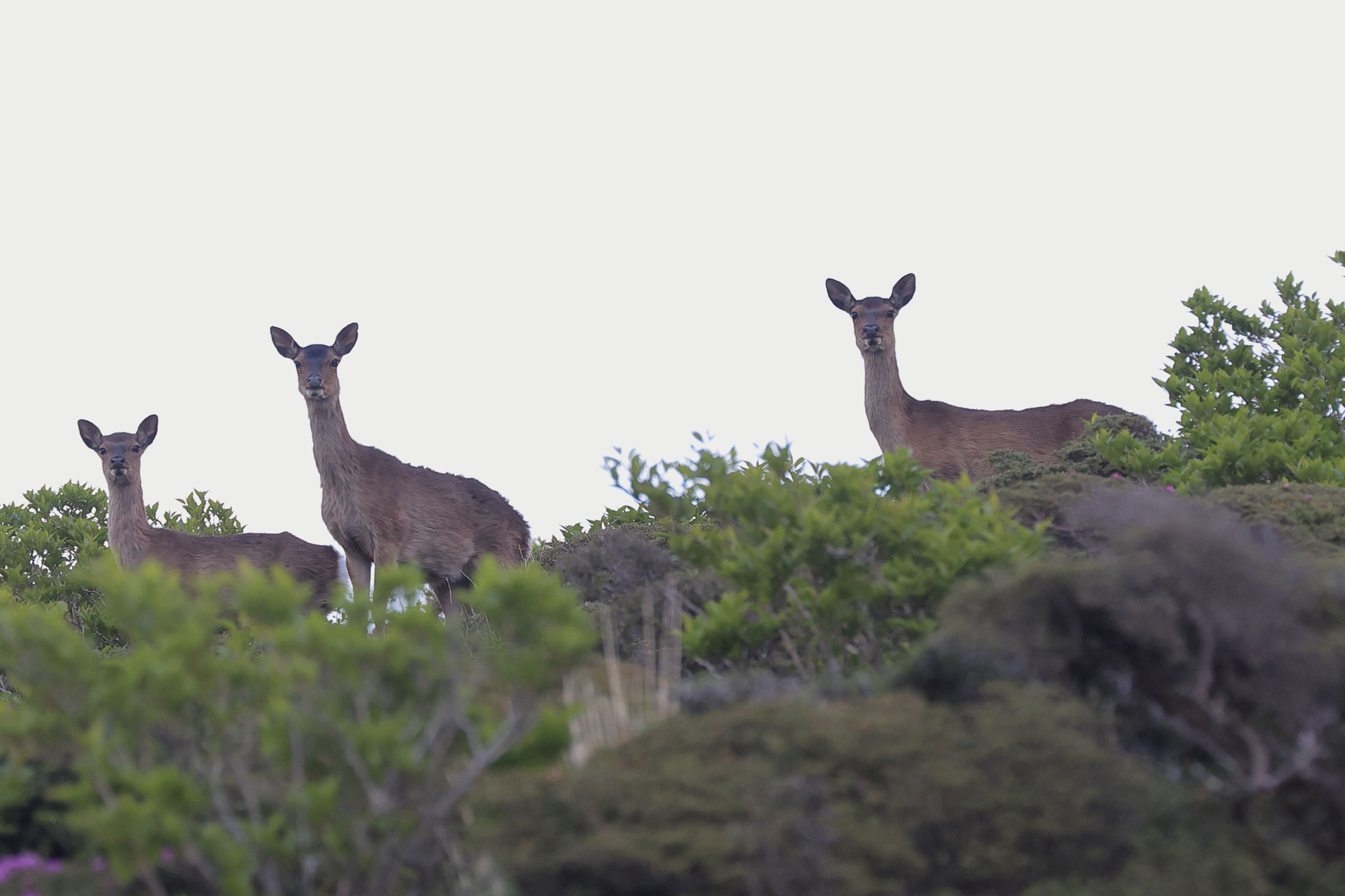 登山道にて鹿と遭遇(6月7日 韓国岳)