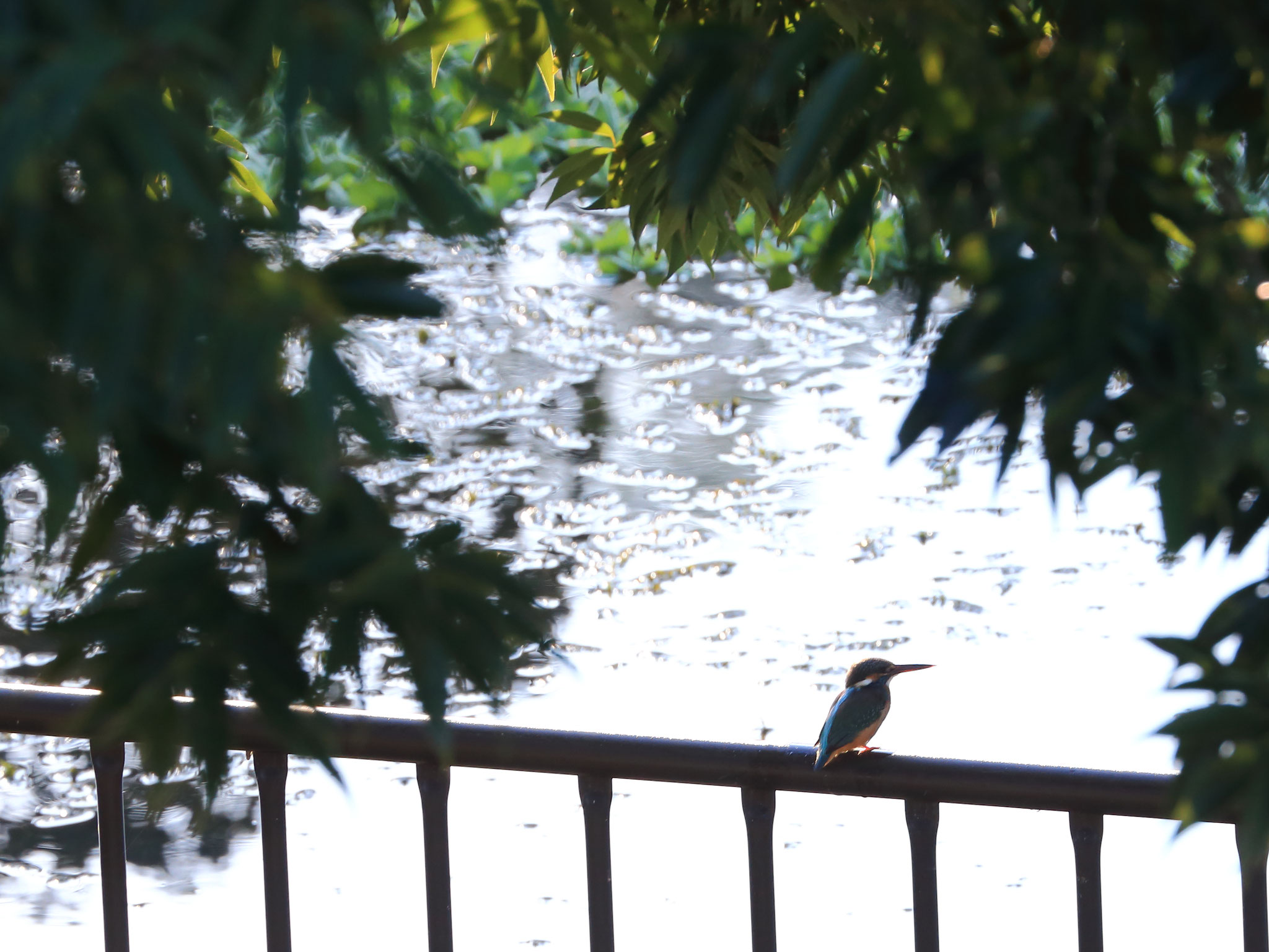 和田井堰公園にやって来たカワセミ