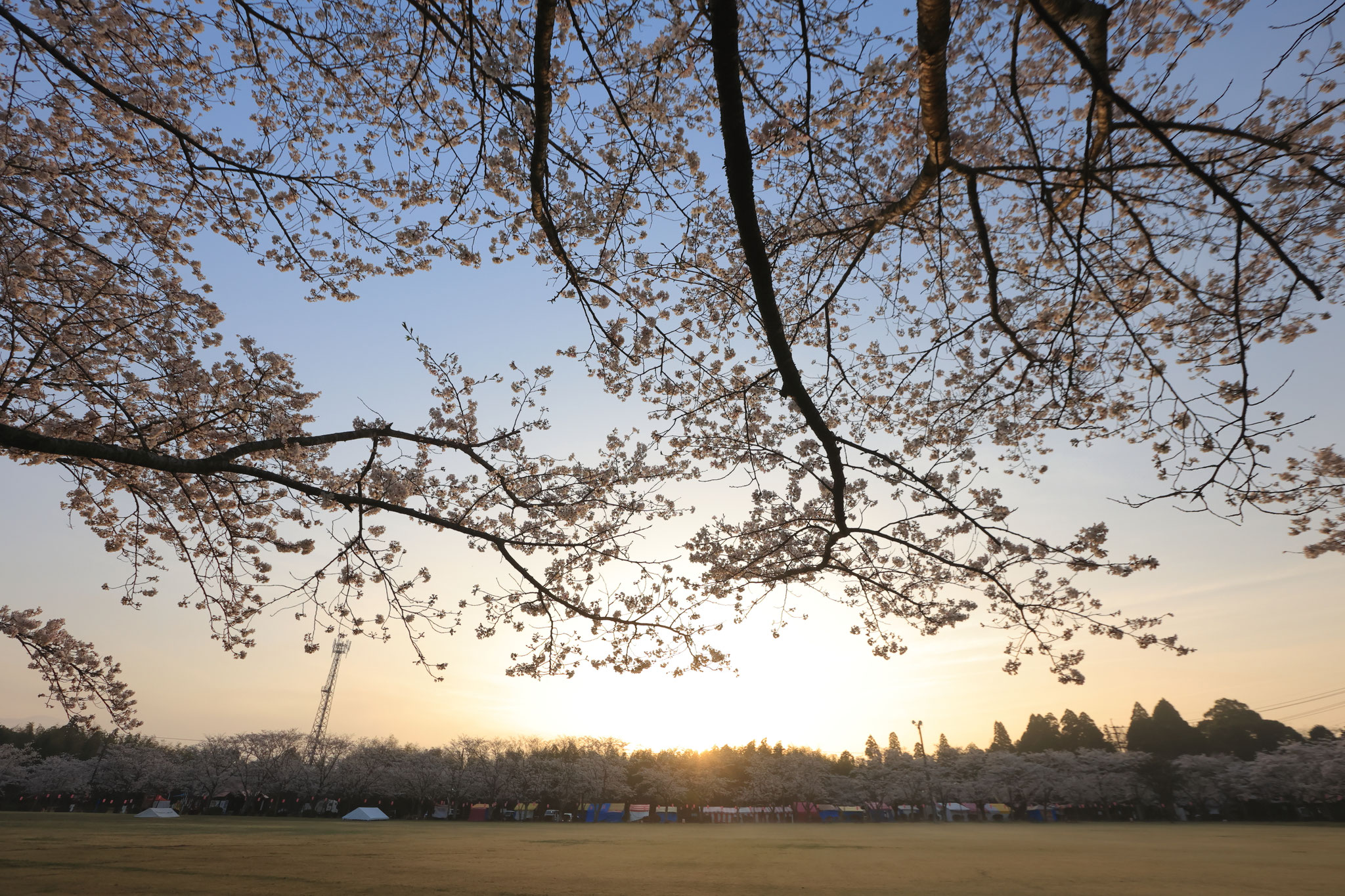 朝を迎える忠元公園の桜たち(3月30日 伊佐市)
