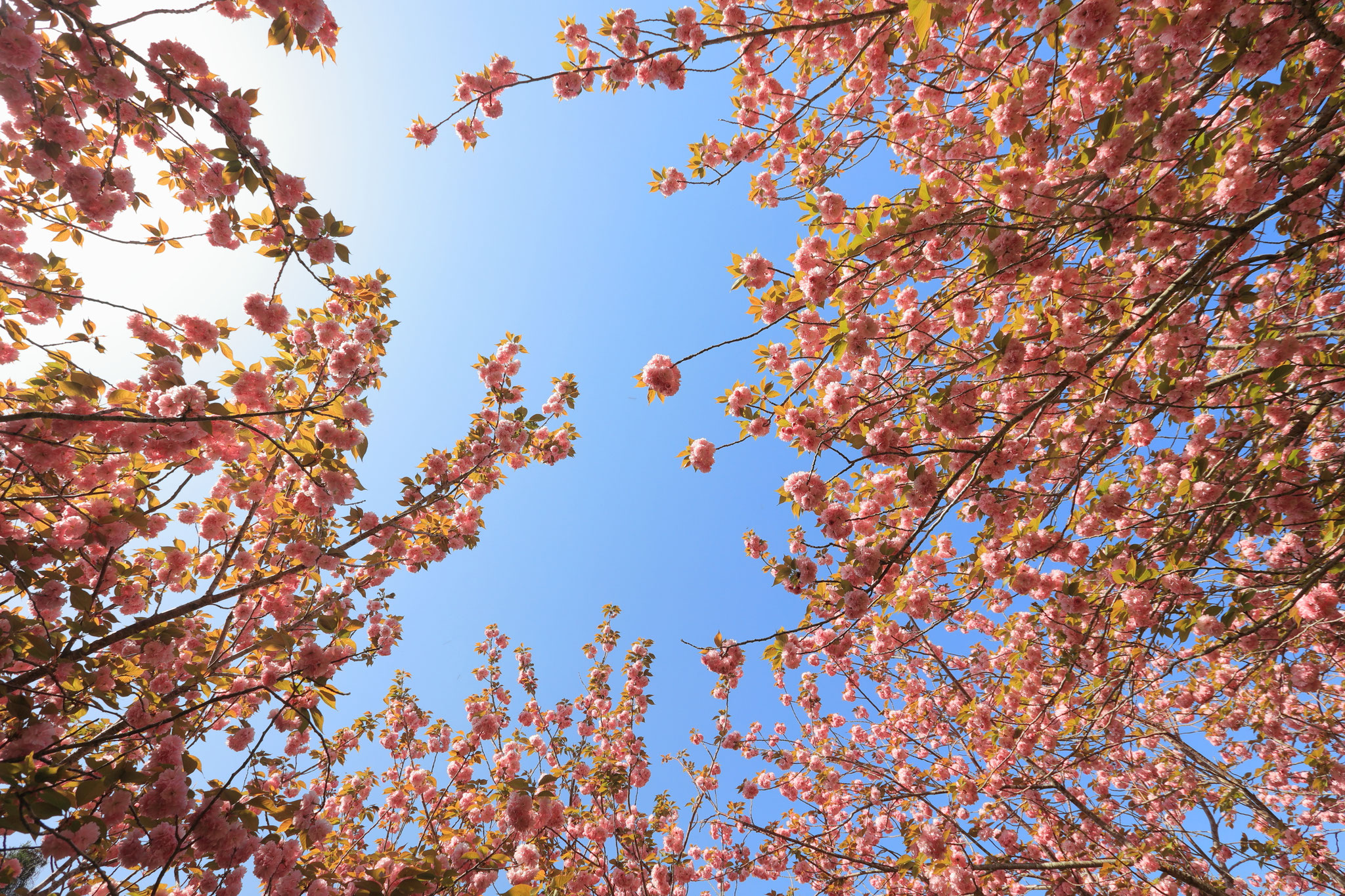 八重桜に囲まれて(4月19日 三股町)