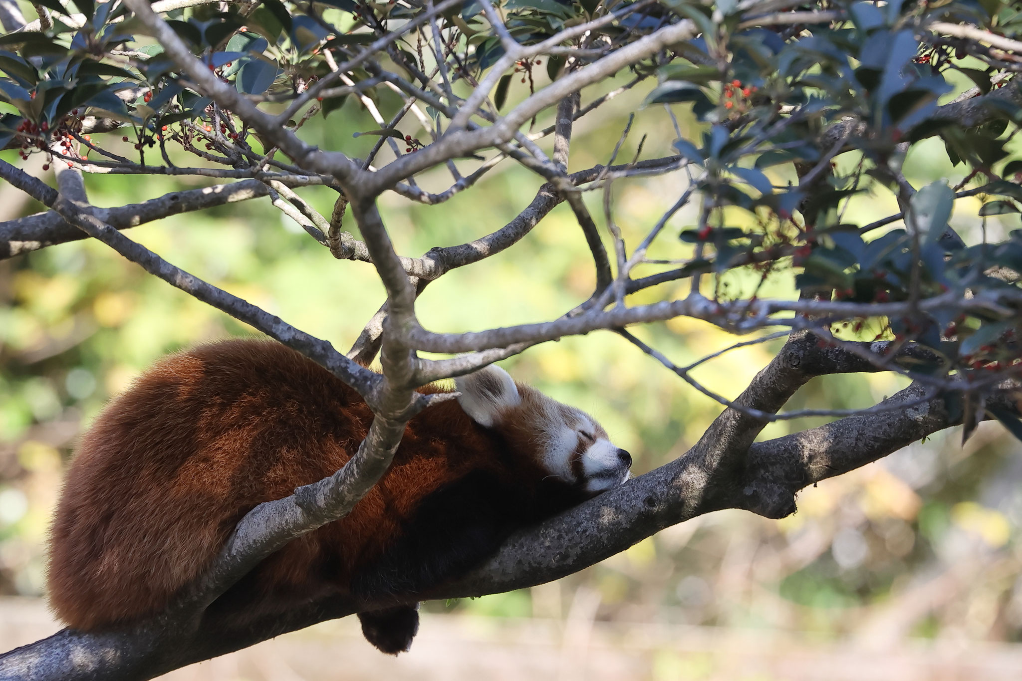 器用に眠るレッサーパンダ(12月4日 鹿児島市)