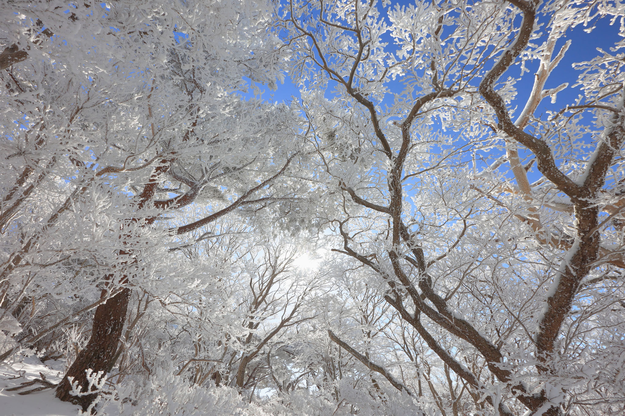 雪山は全てが美しい(12月23日)