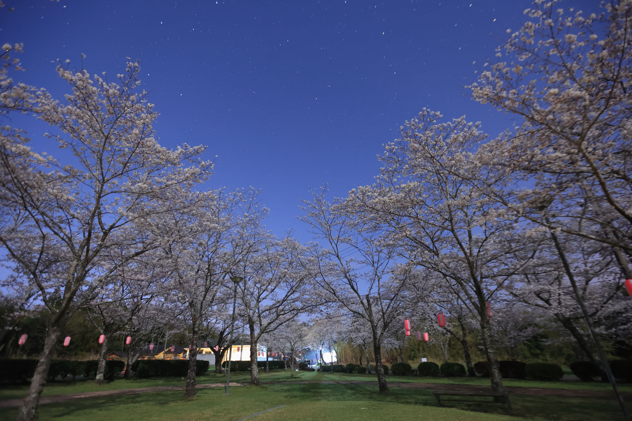 忠元公園で眺める夜桜②(3月30日 伊佐市)
